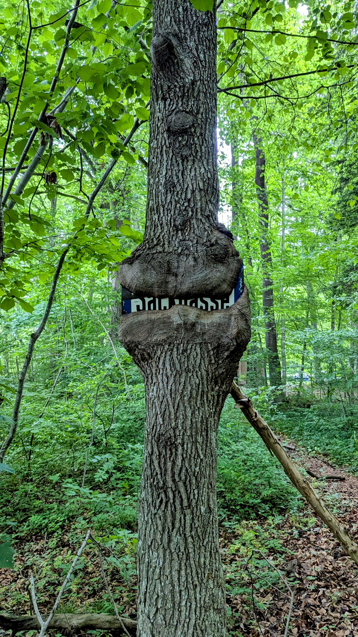 Baum frisst Sackgasse am Starnberger See