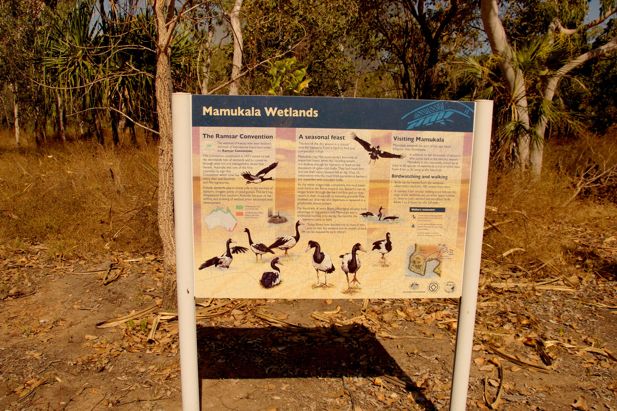 Mamukala Wetlands: Zum Ende der Trockenzeit (Ende August bis Oktober) ein Vogelparadies.