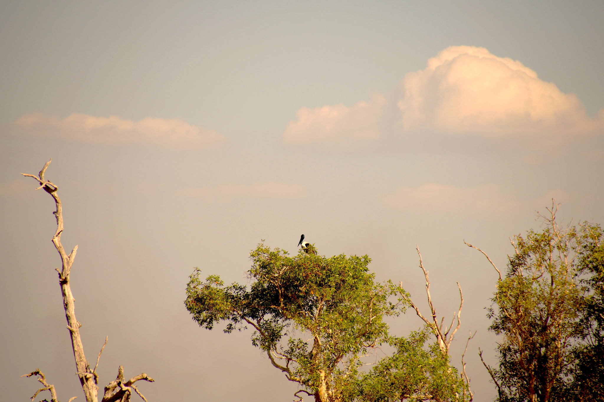 Im Gipfel thront ein scheuer Jabiru.