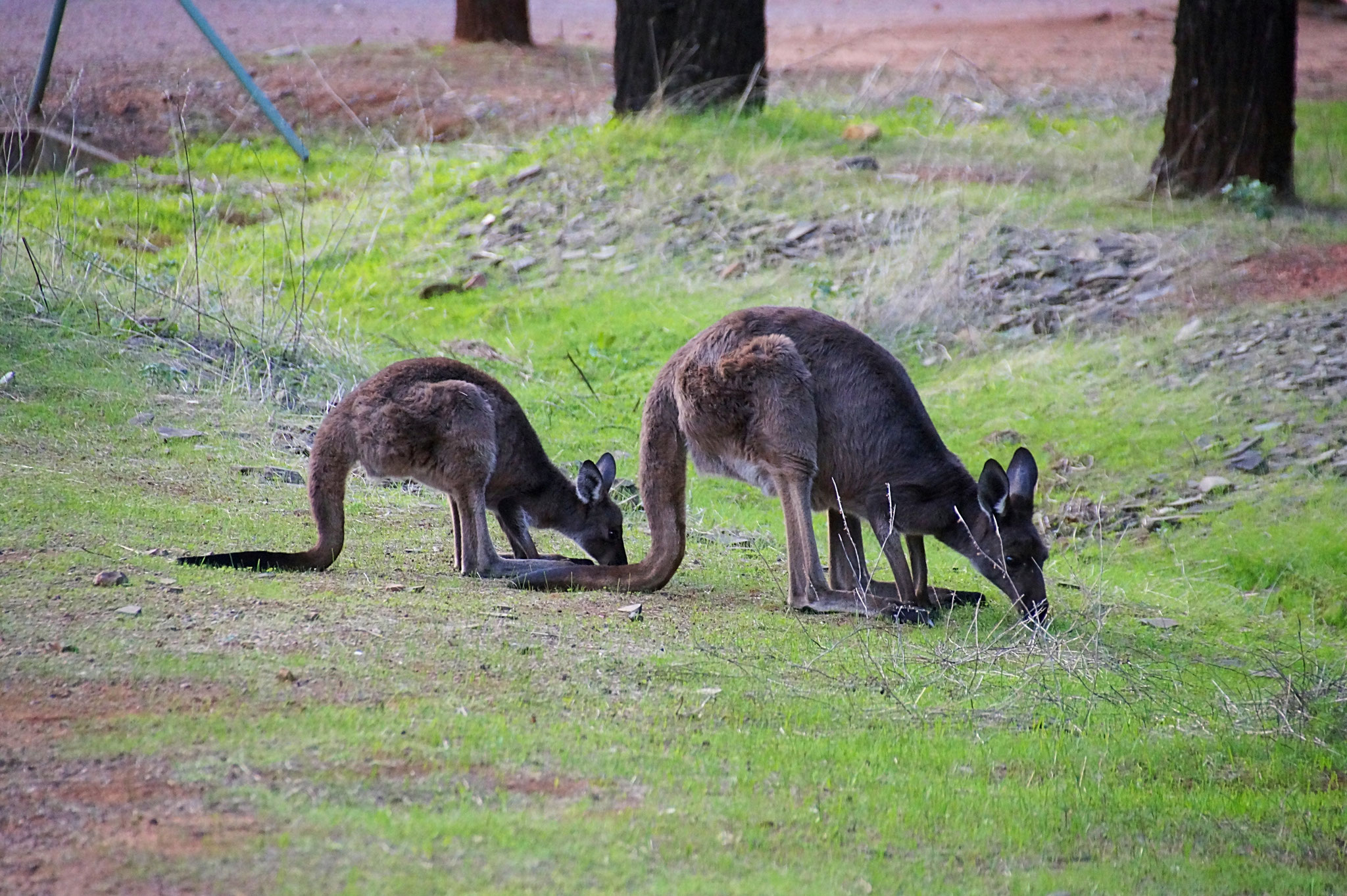 Kängurus begegnet ihr in den Flinders immer wieder.