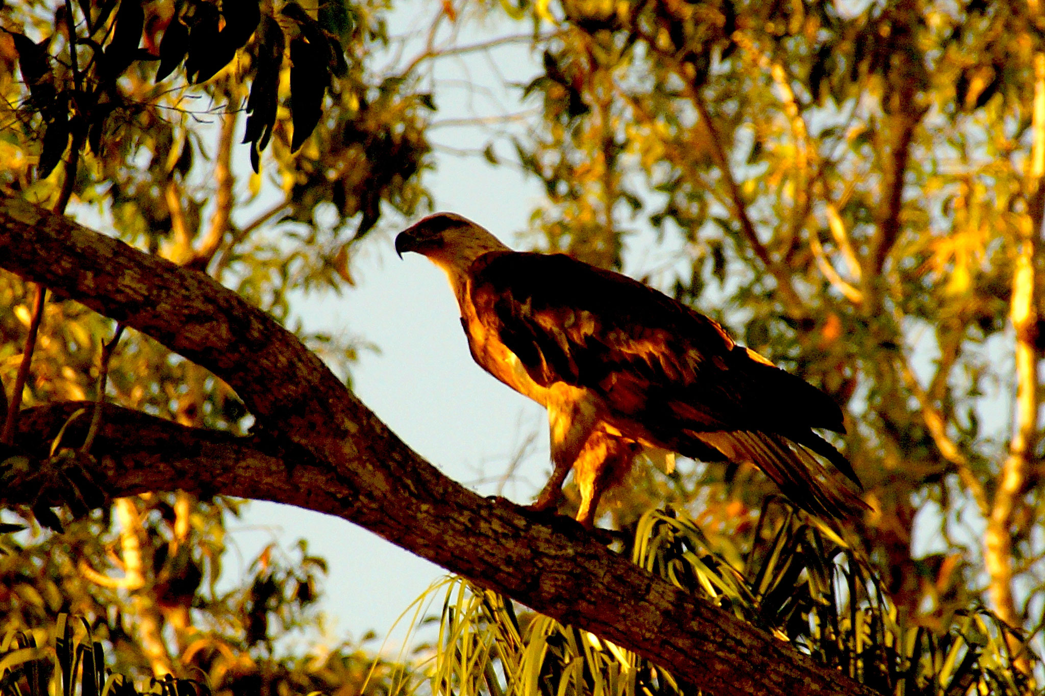 Auch Seeadler fühlen sich im Kakadu Nationalpark wohl.