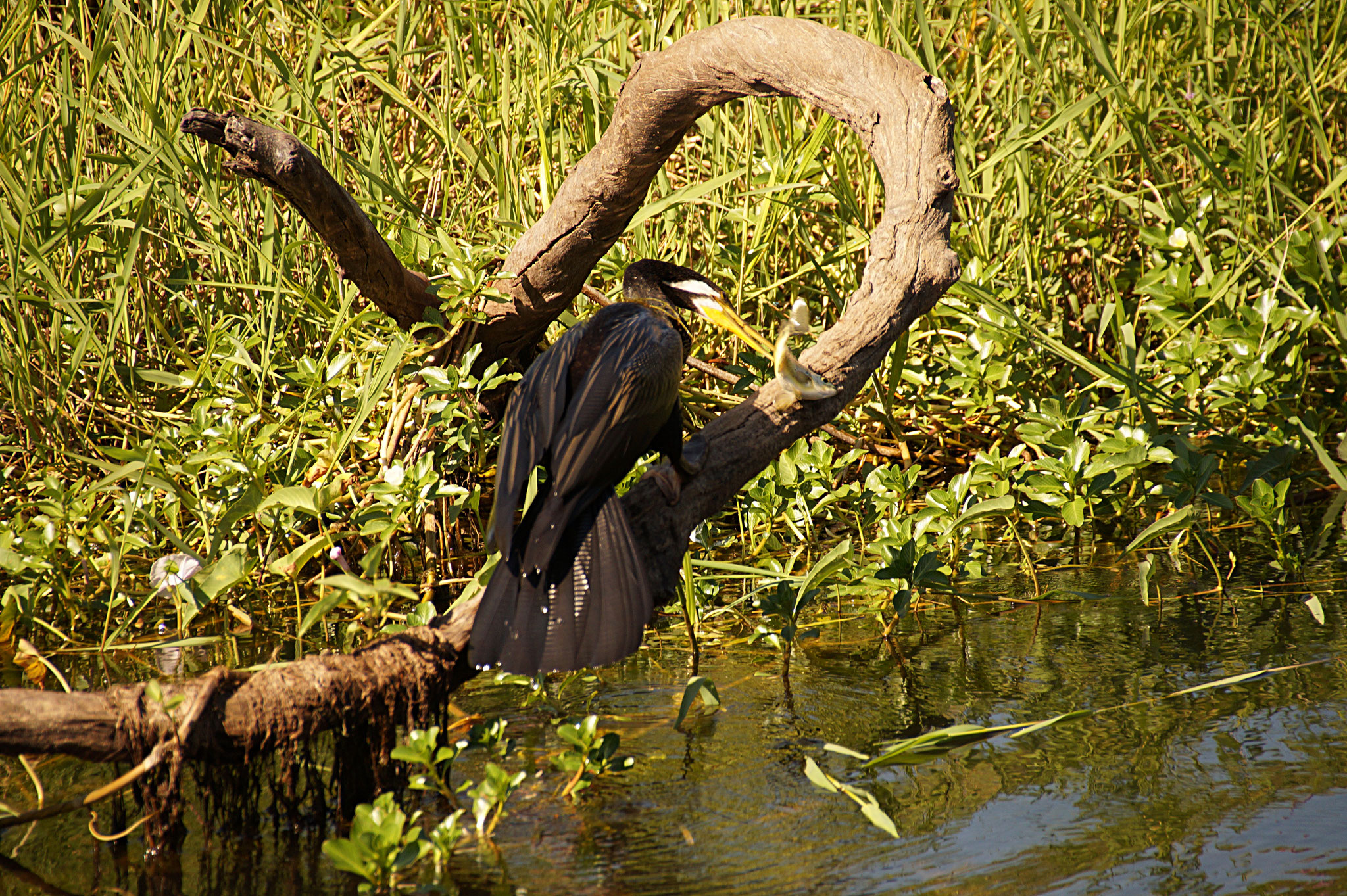 TOP 4 – Bootstour auf dem Yellow Water Billabong mit lebhaften Einblicken in die spannende Welt der Wasservögel und Krokodile.