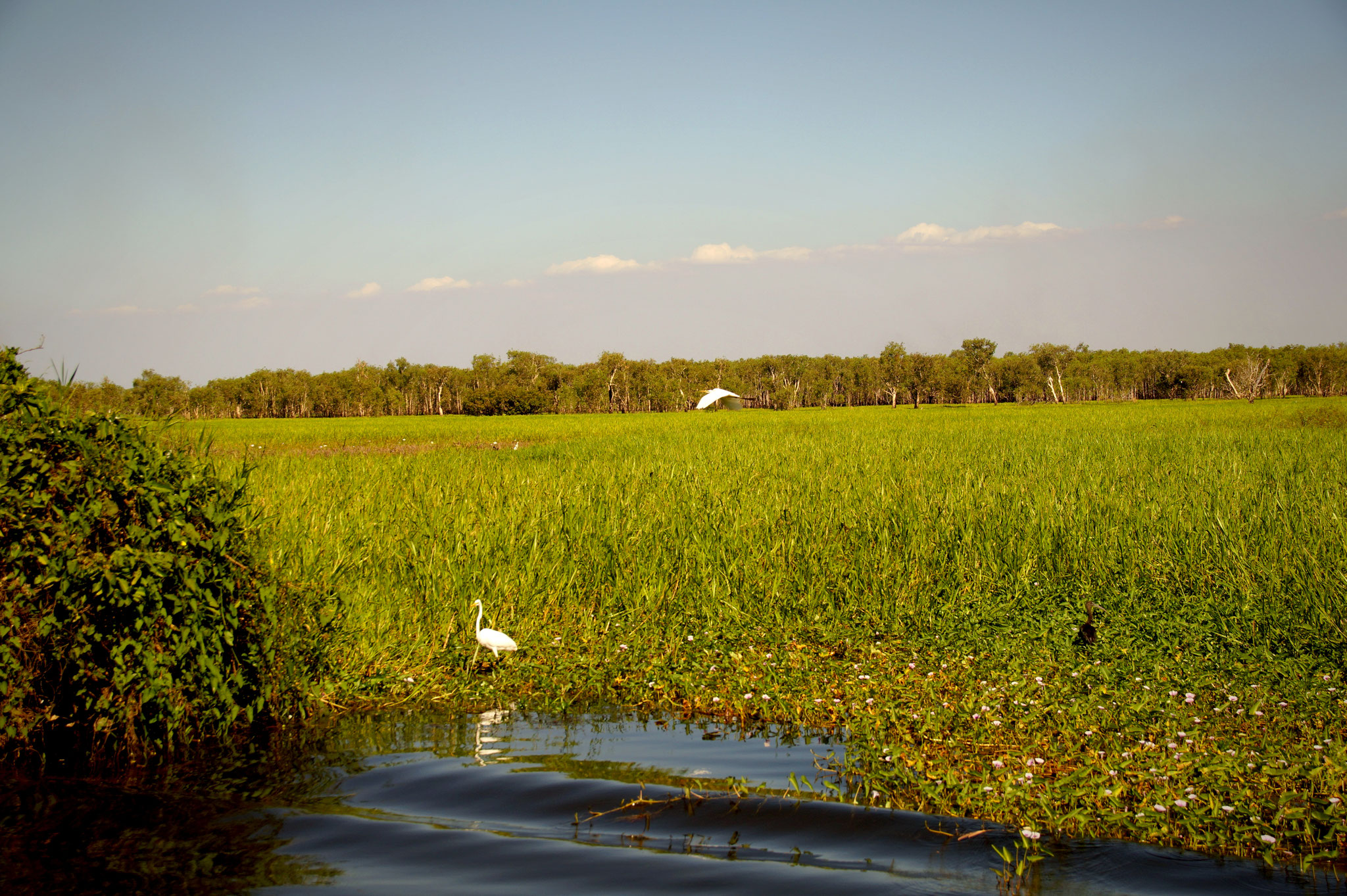 Der Yellow Water Billabong strotzt vor saftigem Grün.