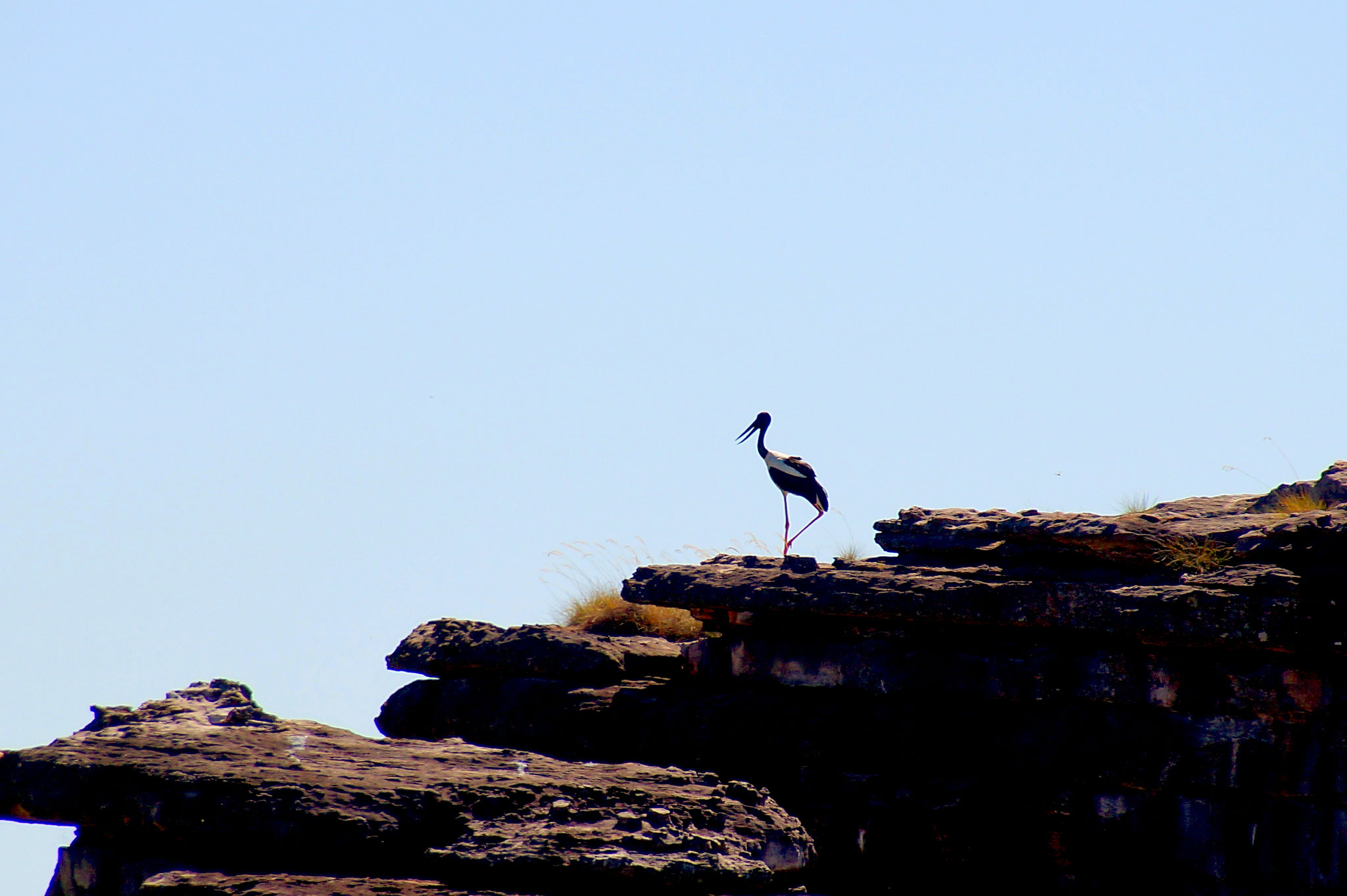 Jabiru, der australische Riesenstorch.