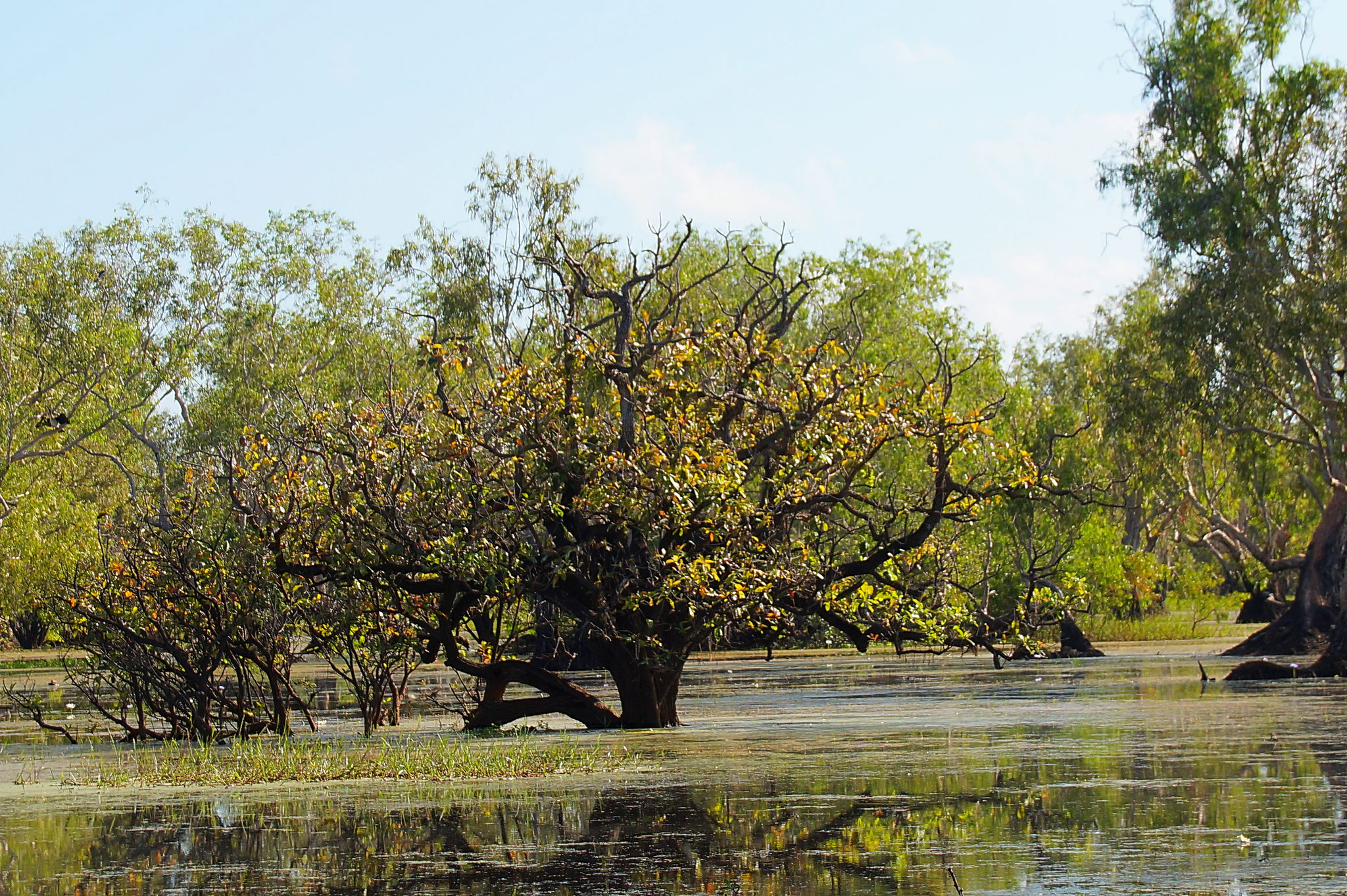 Die Mary River Wetlands sind Teil der 10.000 Quadratkilometer großen Floodplains des Northern Territories.