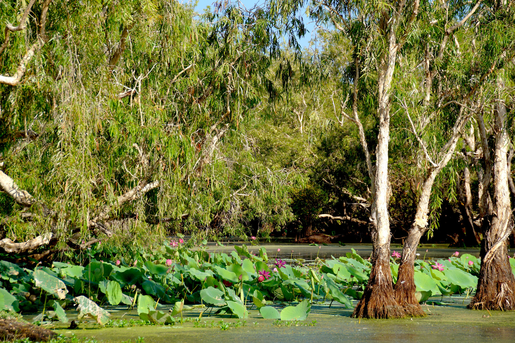 Einblick in die bezaubernde Wasserlandschaft der Mary River Wetlands.