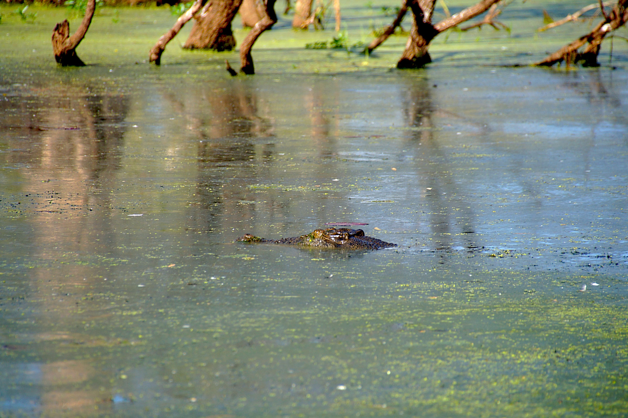 Baden sollte man in den Billabongs des Kakadu Nationalparks nicht.