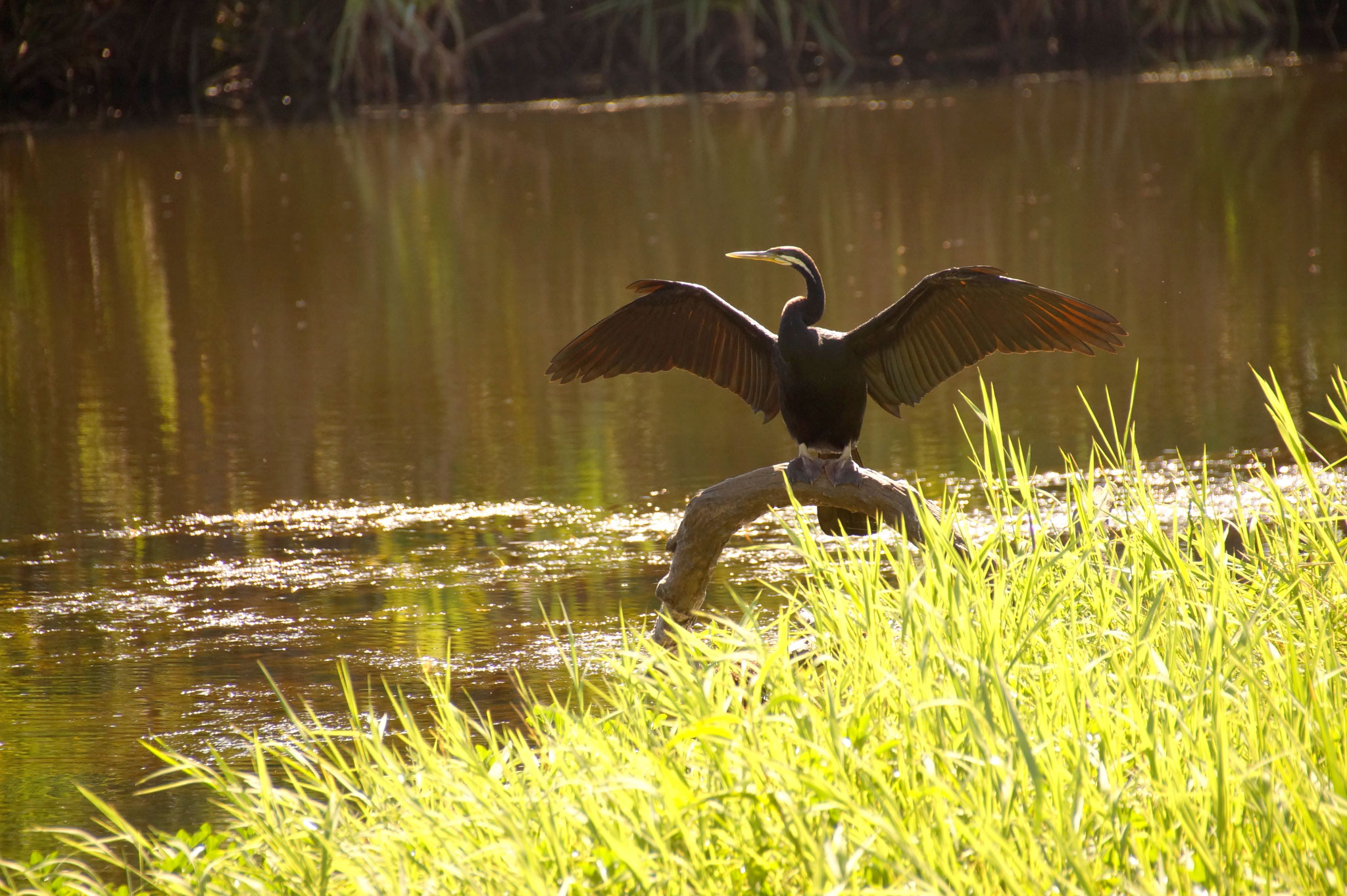 Ein Schlangenhalsvogel trocknet seine Federn.