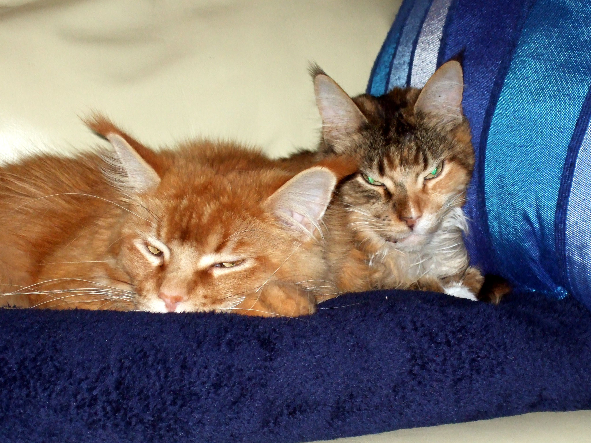 Carlo & Lissy