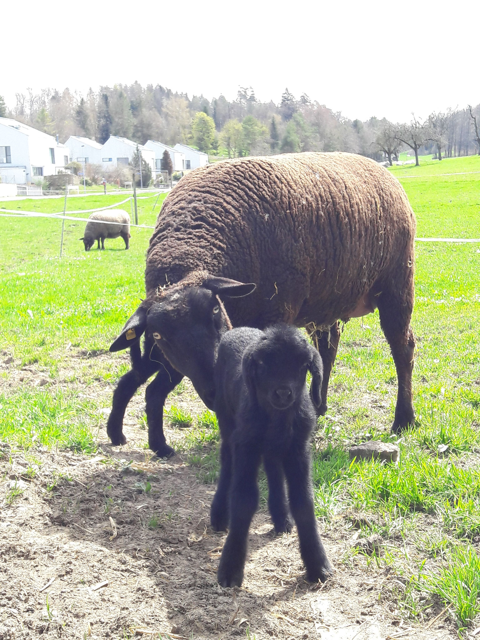 Erster Nachwuchs vom Engadiner-Schafbock Susch.