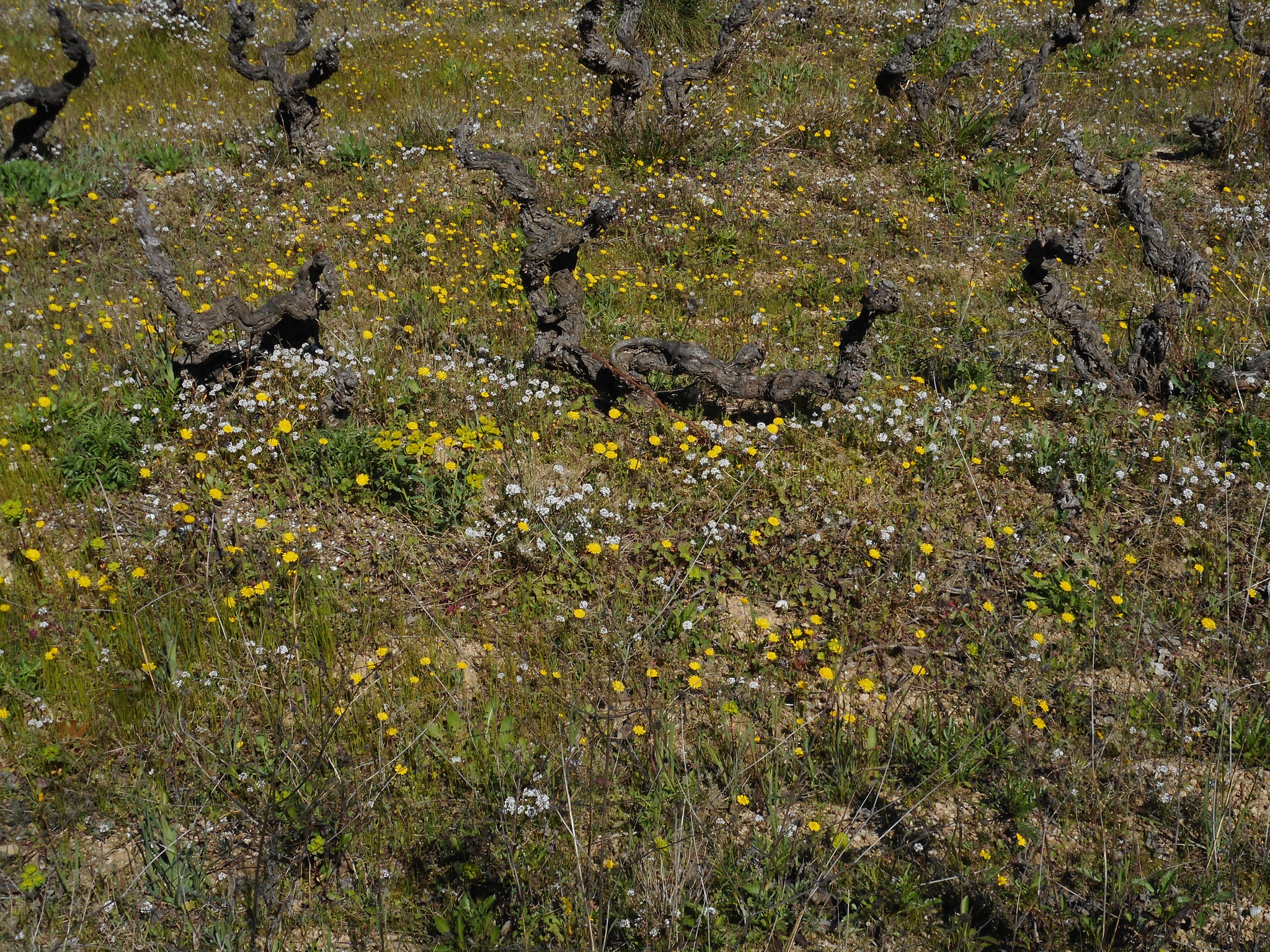 puis regarder la Terre, les vignes, les fleurs,