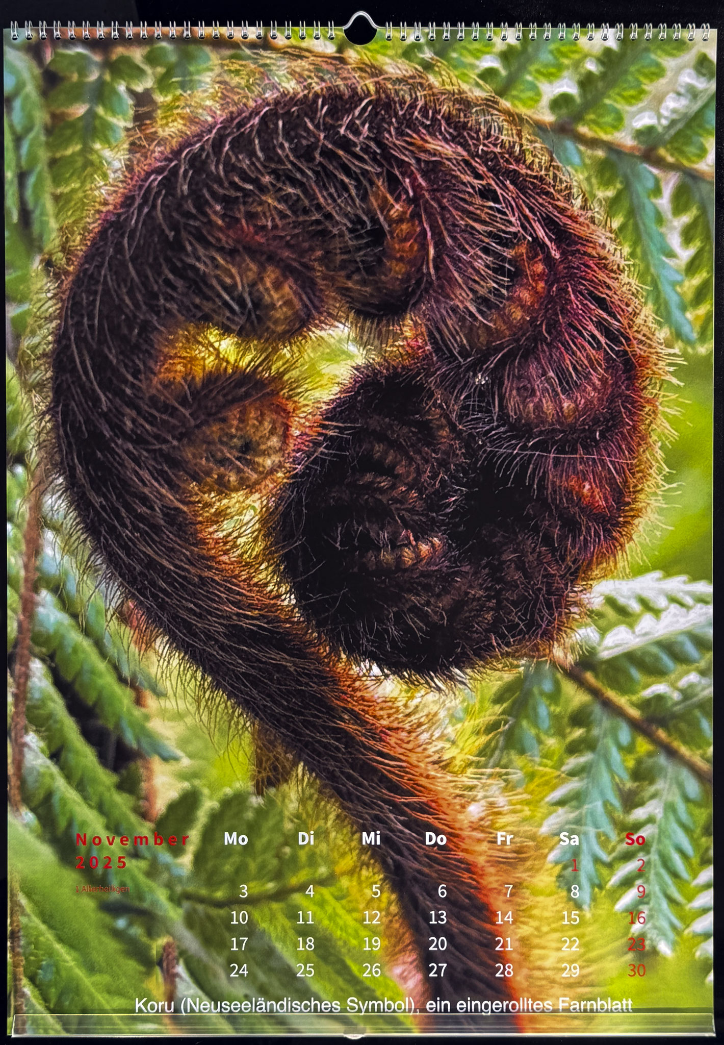 Koro (Neuseeländisches Symbol der Maori) junger eingerollter Wedel des Silberfarns 