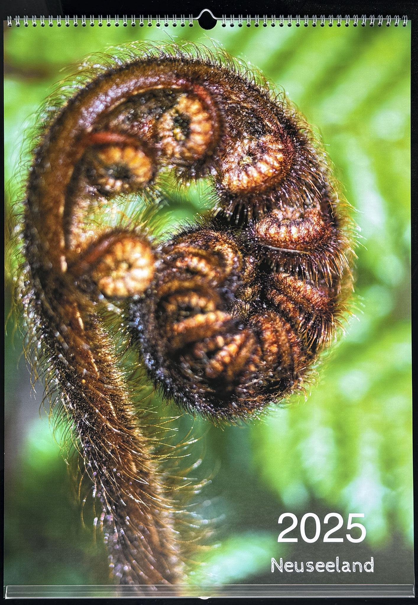 Koro (Neuseeländisches Symbol der Maori), junger eingerollter Wedel des Silberfarns. Zu finden auf der Nord- u. Südinsel