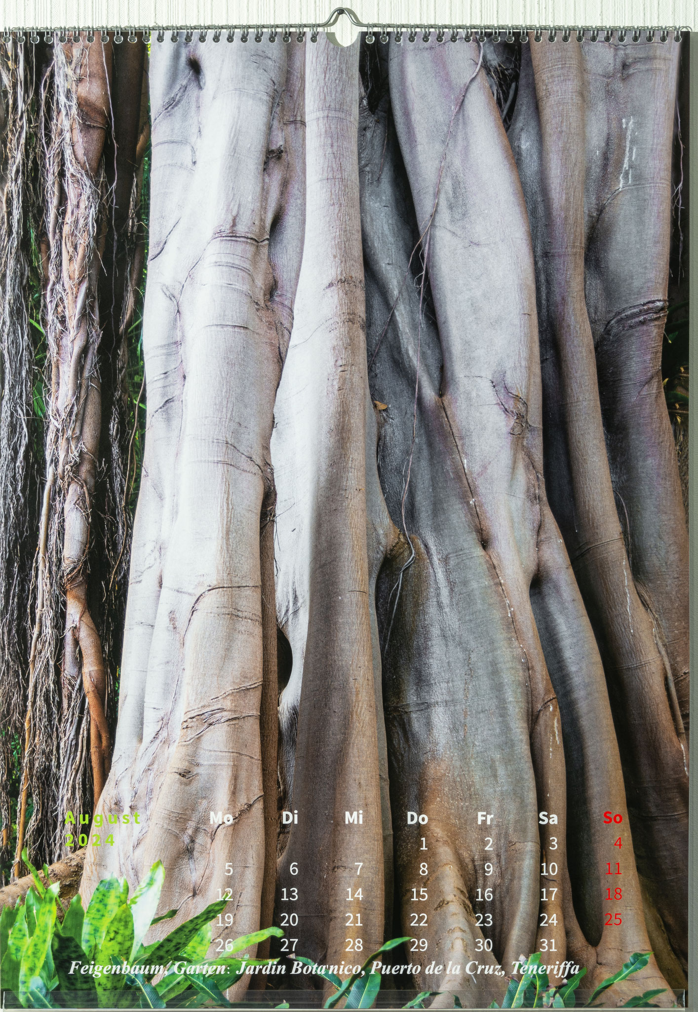 Der zweitgrößte Feigenbaum der Welt im Garten: Jardin Botanico, Puerto de la Cruz, Teneriffa