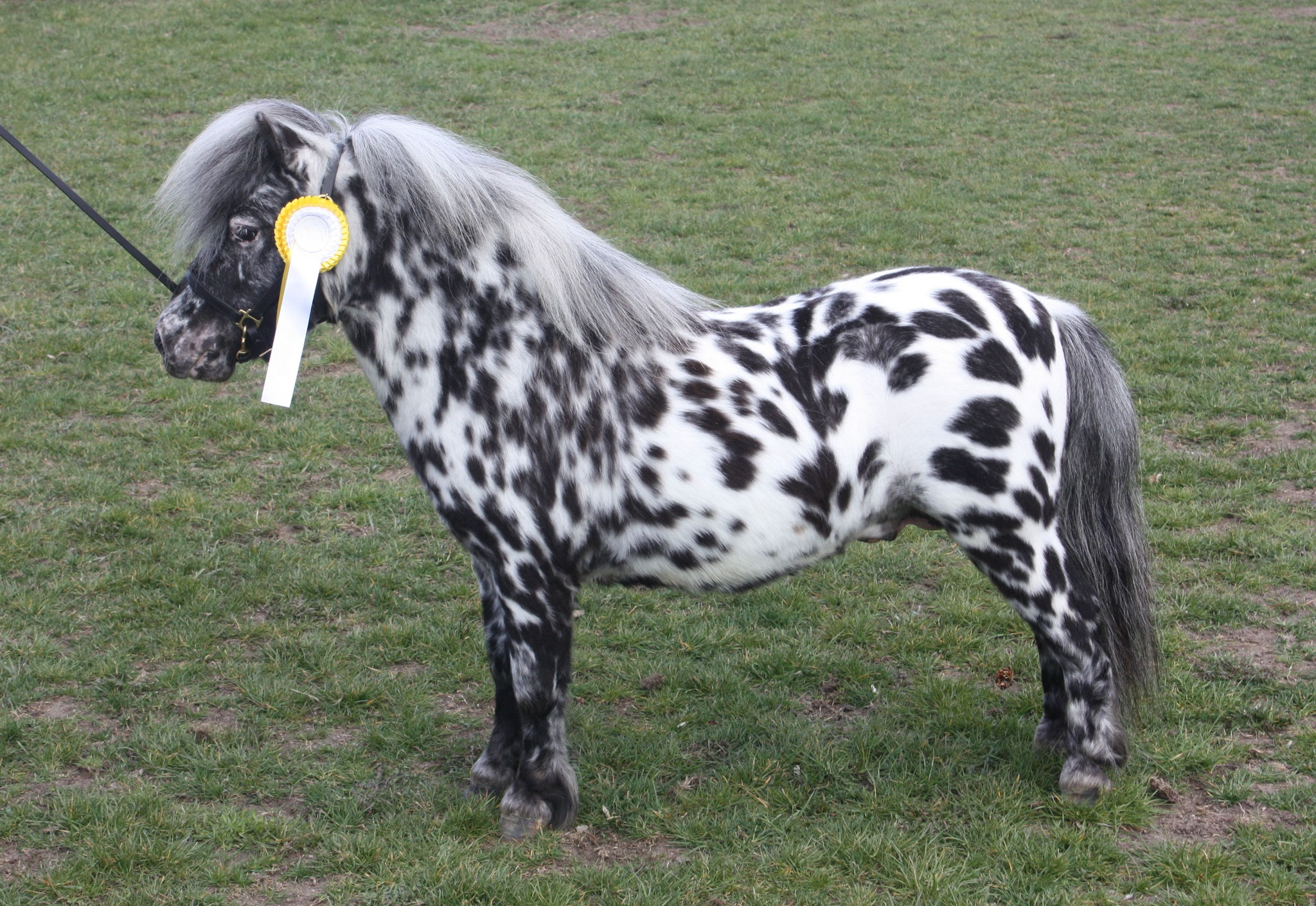 Herzlich Willkommen auf dem Gestüt Bayern´s - tiger-miniponys Jimdo-Page!