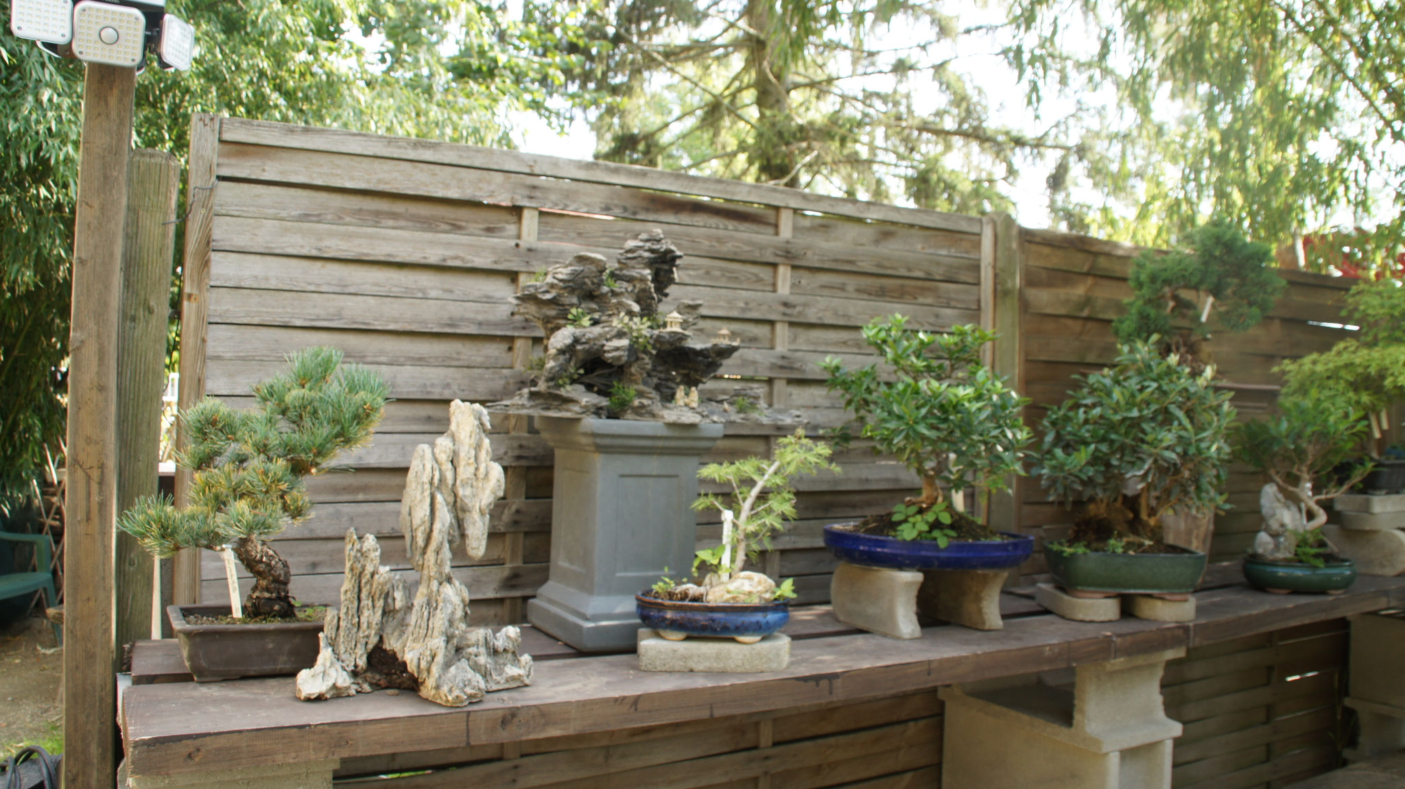 Aktuelles/Bonsai aus unserem Sortiment bonsaiwiens JimdoPage!