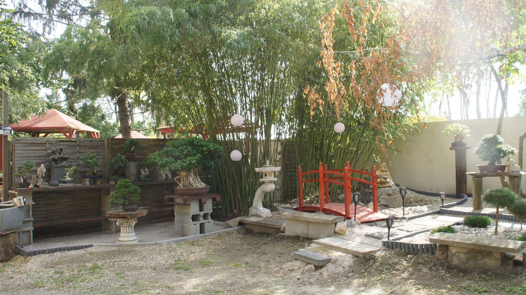 Aktuelles/Bonsai aus unserem Sortiment bonsaiwiens JimdoPage!