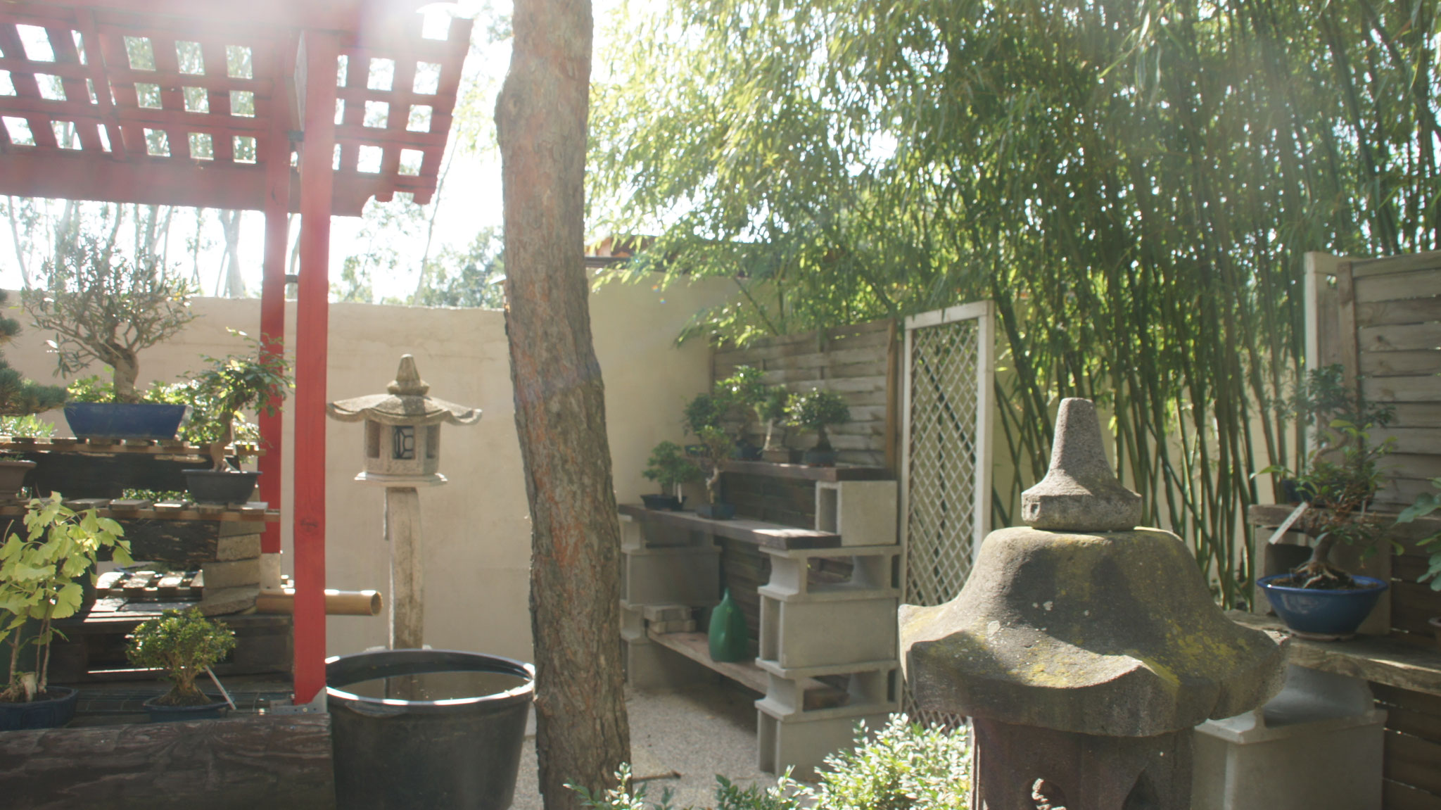 Aktuelles/Bonsai aus unserem Sortiment bonsaiwiens JimdoPage!