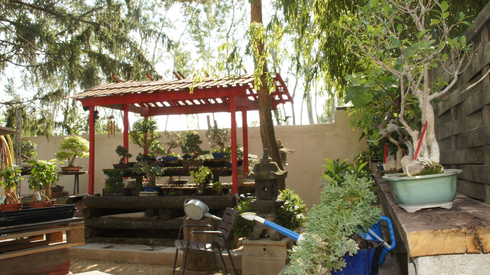 Aktuelles/Bonsai aus unserem Sortiment bonsaiwiens JimdoPage!