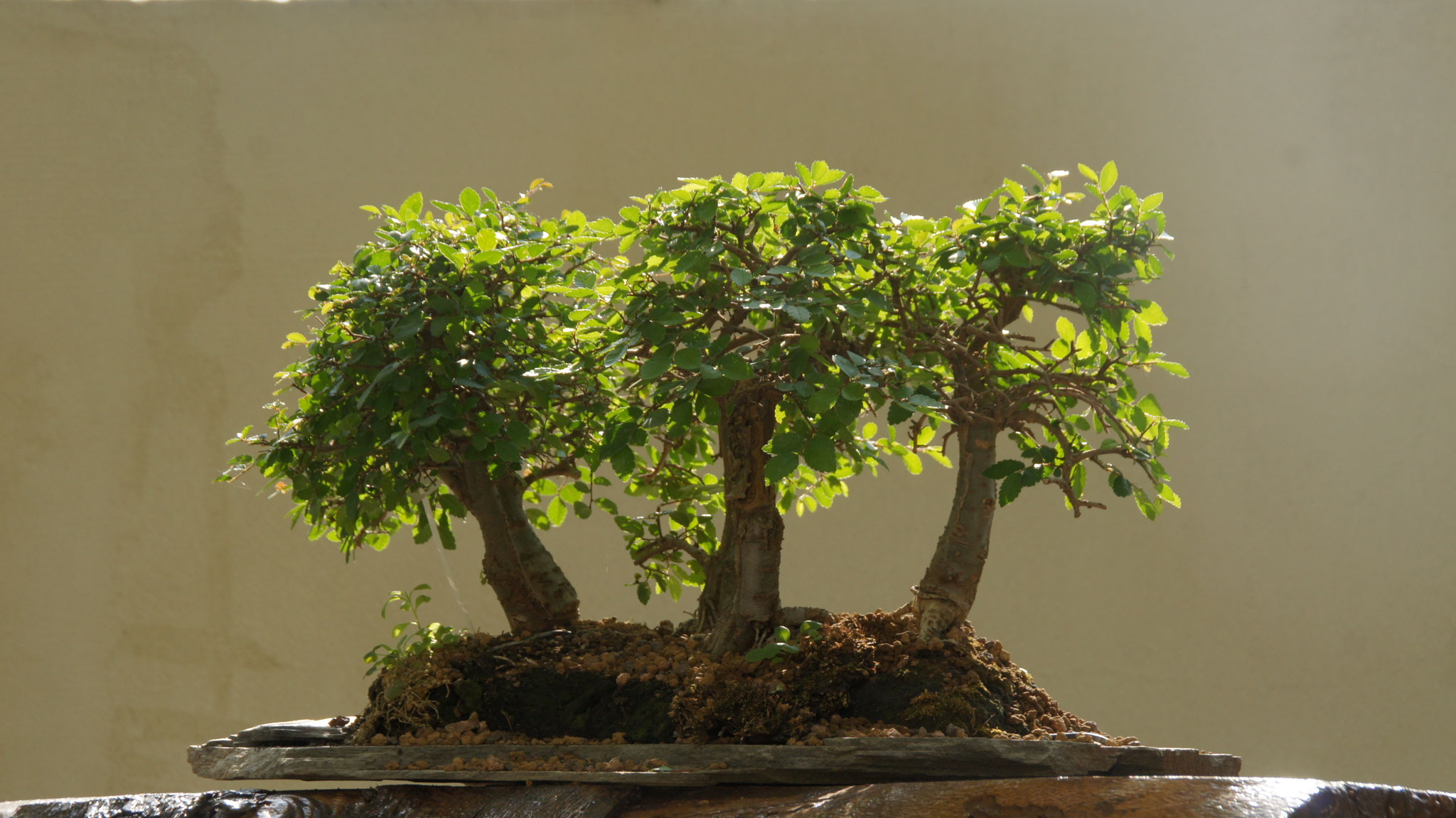 Aktuelles/Bonsai aus unserem Sortiment bonsaiwiens JimdoPage!