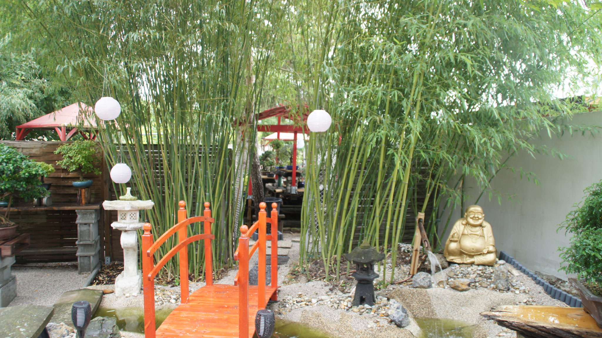 Aktuelles/Bonsai aus unserem Sortiment bonsaiwiens JimdoPage!