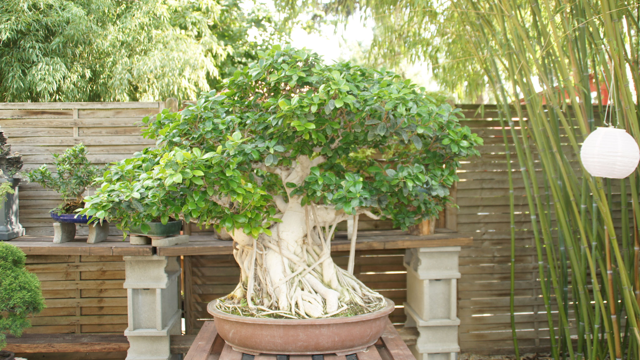 Aktuelles/Bonsai aus unserem Sortiment bonsaiwiens JimdoPage!