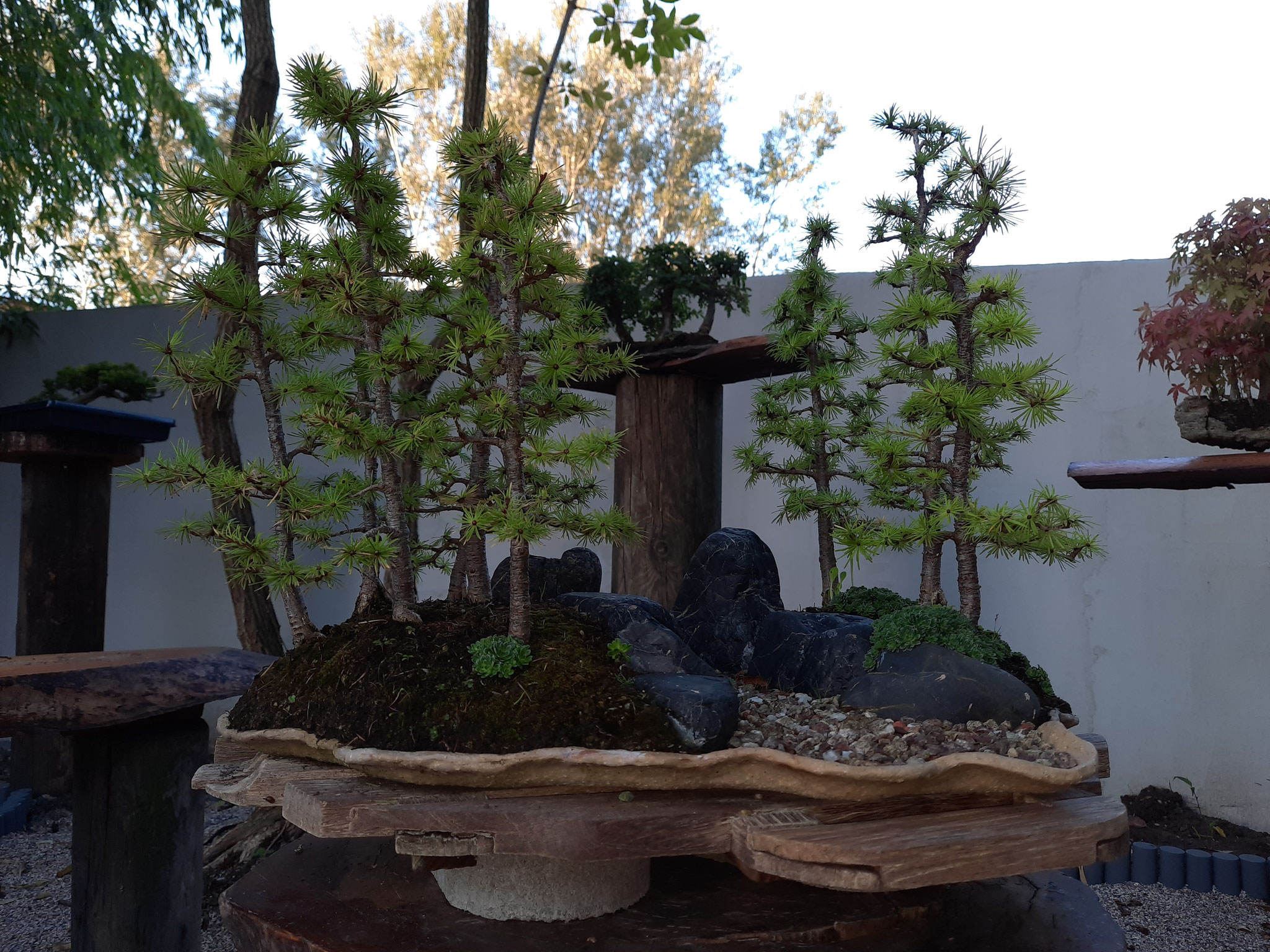 Aktuelles/Bonsai aus unserem Sortiment bonsaiwiens JimdoPage!