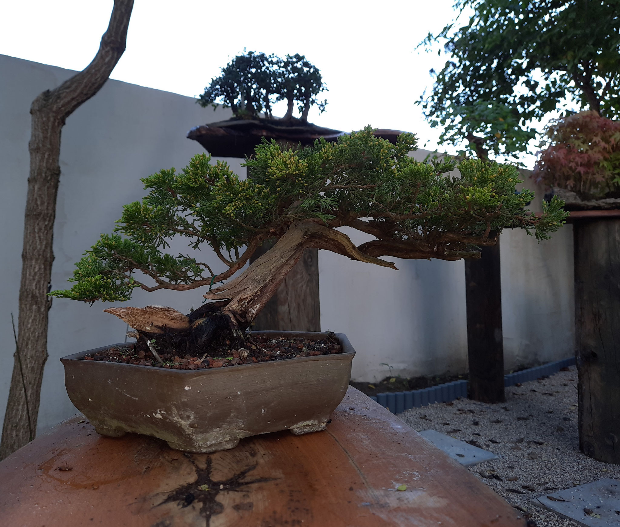 Aktuelles/Bonsai aus unserem Sortiment bonsaiwiens JimdoPage!