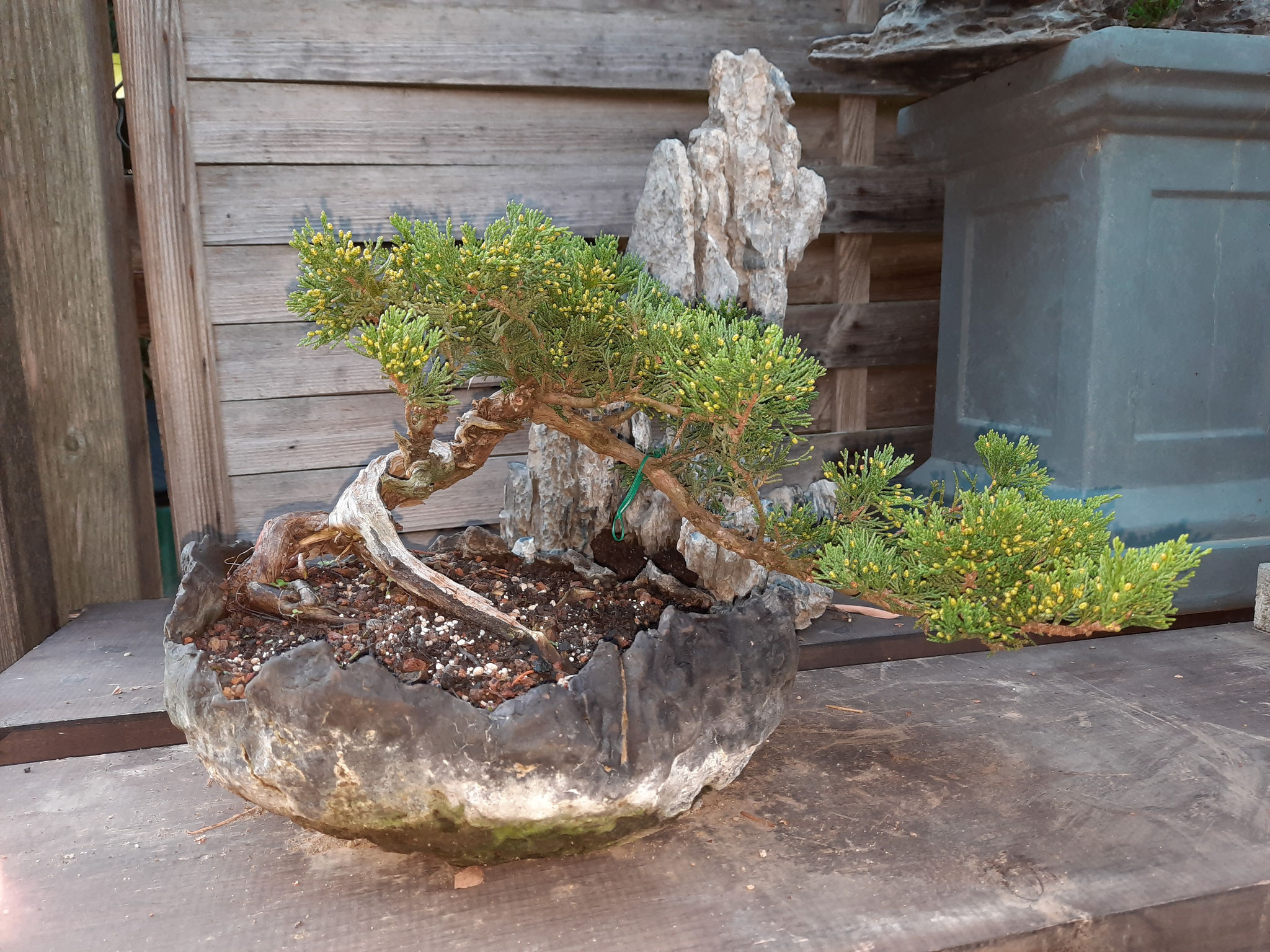 Aktuelles/Bonsai aus unserem Sortiment bonsaiwiens JimdoPage!