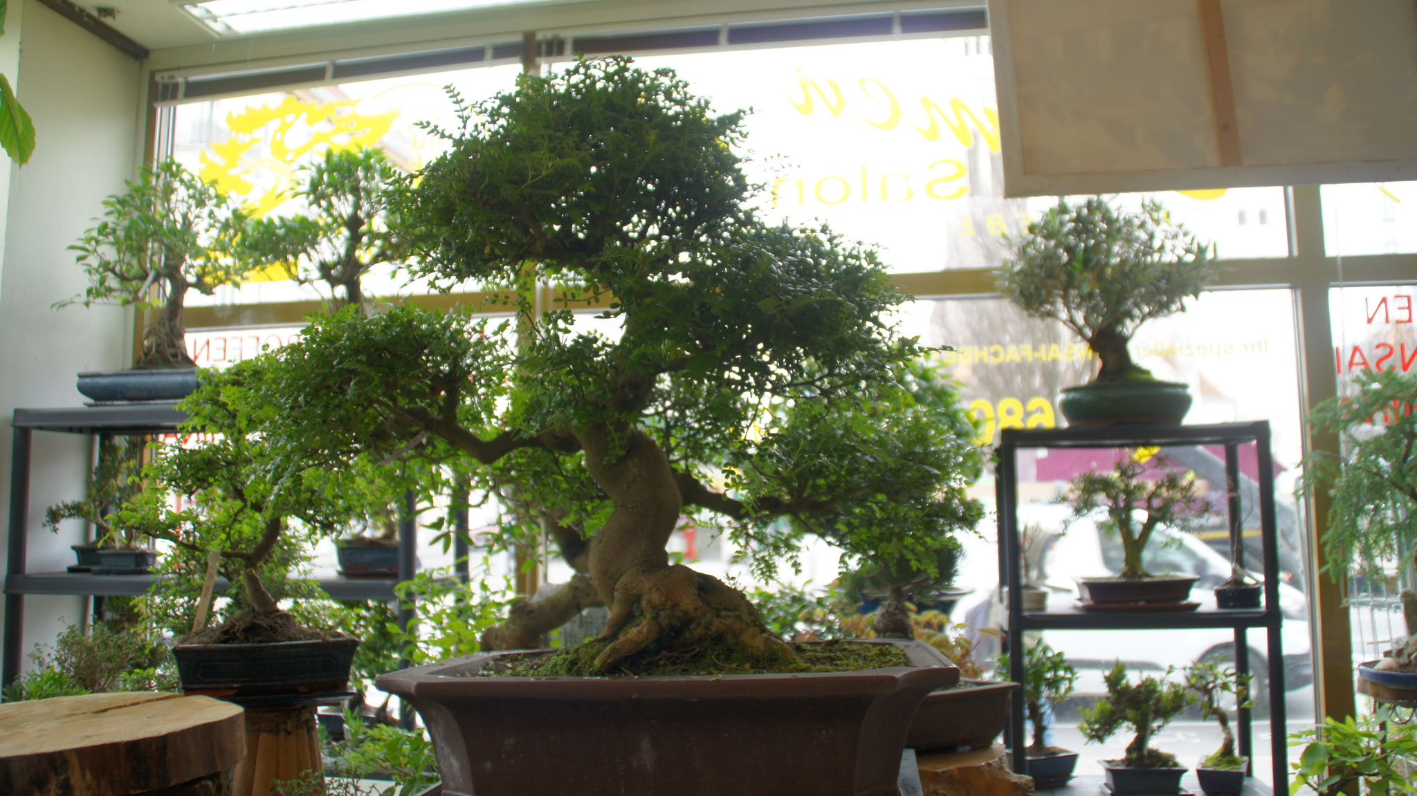 Aktuelles/Bonsai aus unserem Sortiment bonsaiwiens JimdoPage!