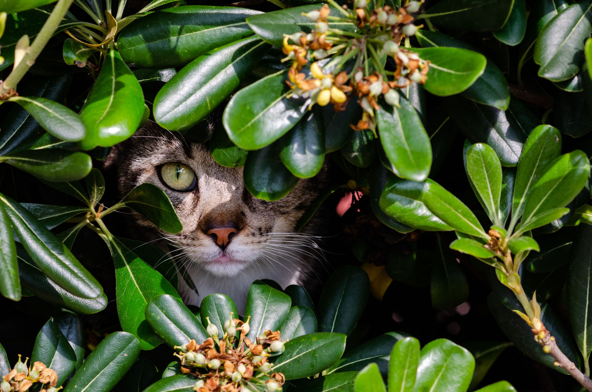 10. November 2027 - Fokusabend GIFTPFLANZEN (Hunde/Katzen) 