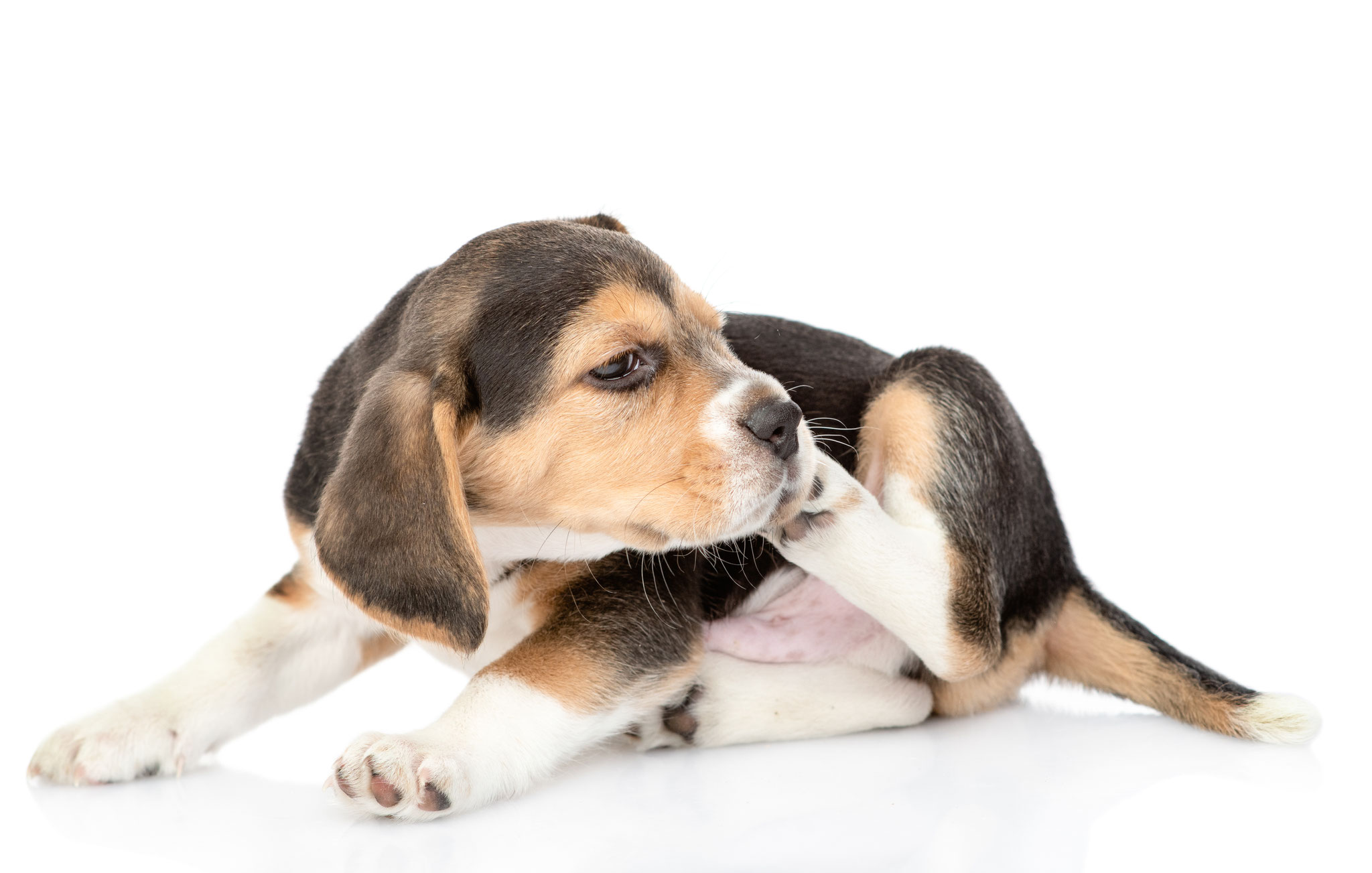 2. Februar 2027 - Fokusabend ALLERGIE/HAUT (Hunde/Katzen)
