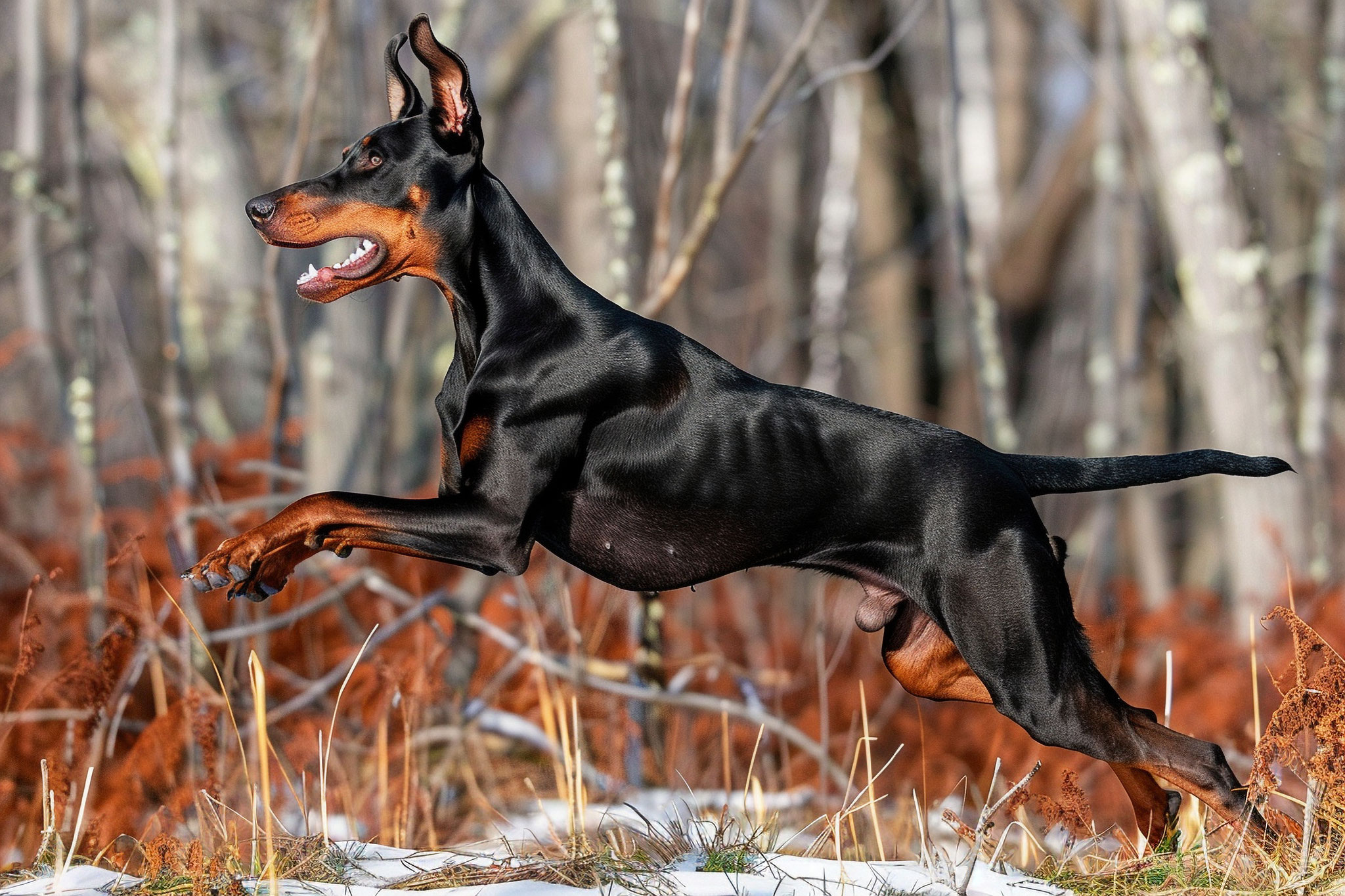 27. Oktober 2027 - Fokusabend BEWEGUNGSAPPARAT (Hunde/Katzen) 