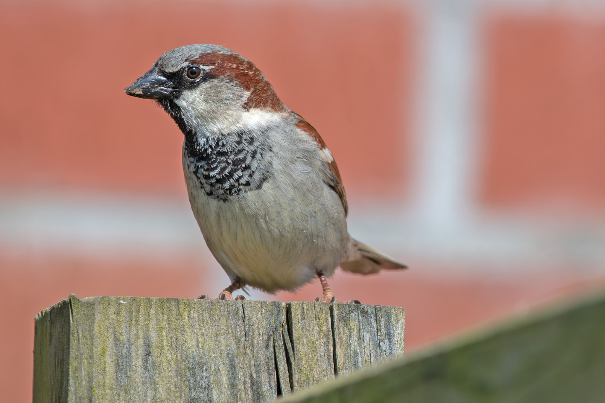 Männlicher Spatz