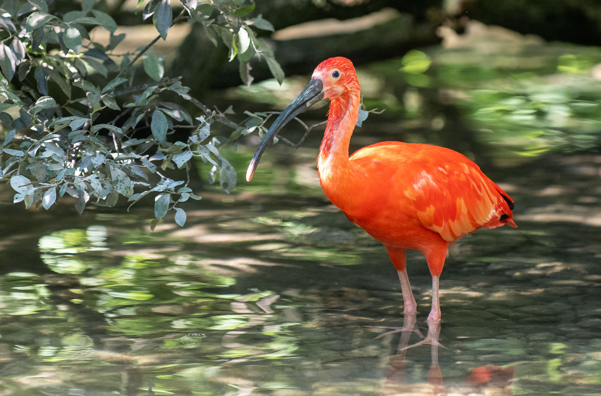 Roter Sichler, auch Roter Ibis genannt