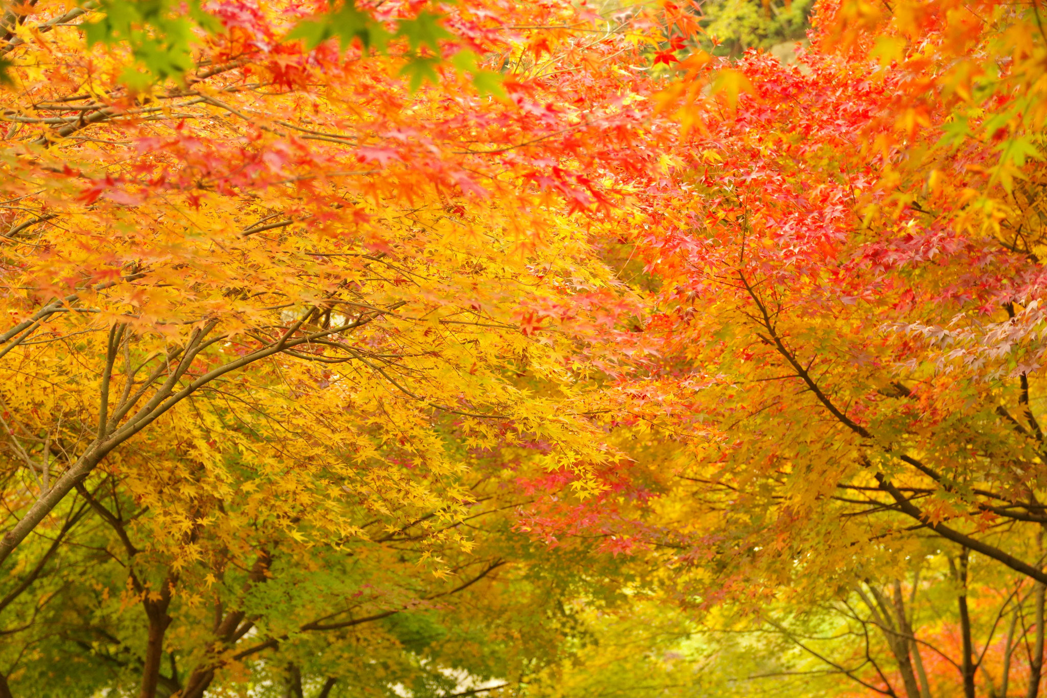 奥行きを感じる紅葉の下…