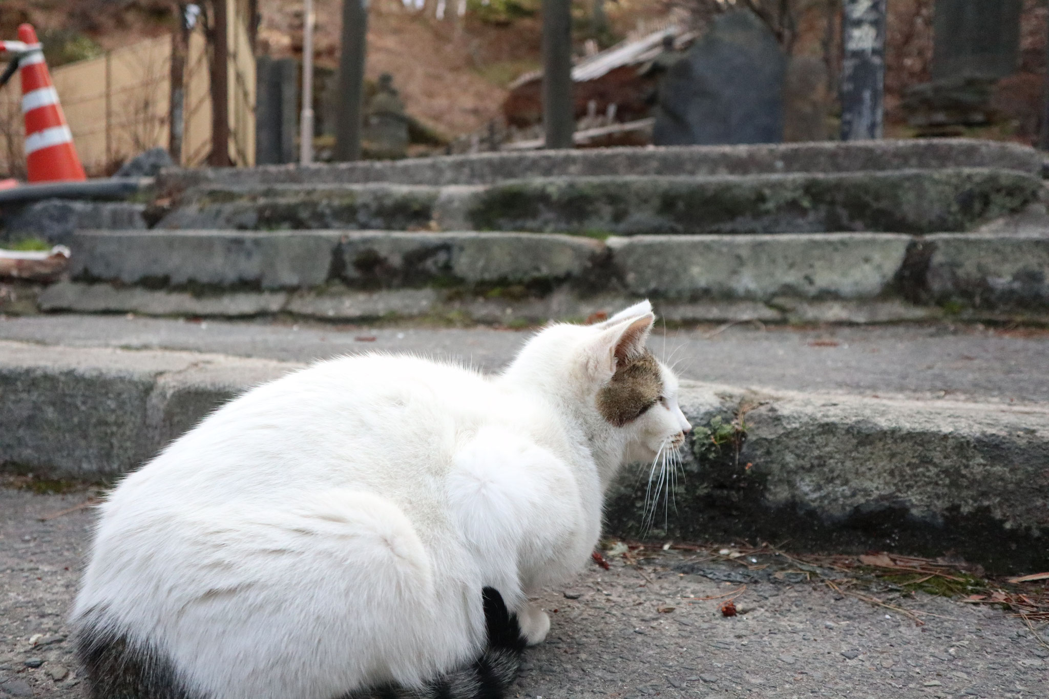 鳴子温泉神社の前であった猫。温泉地の動物ってだいたい人懐っこいよね。