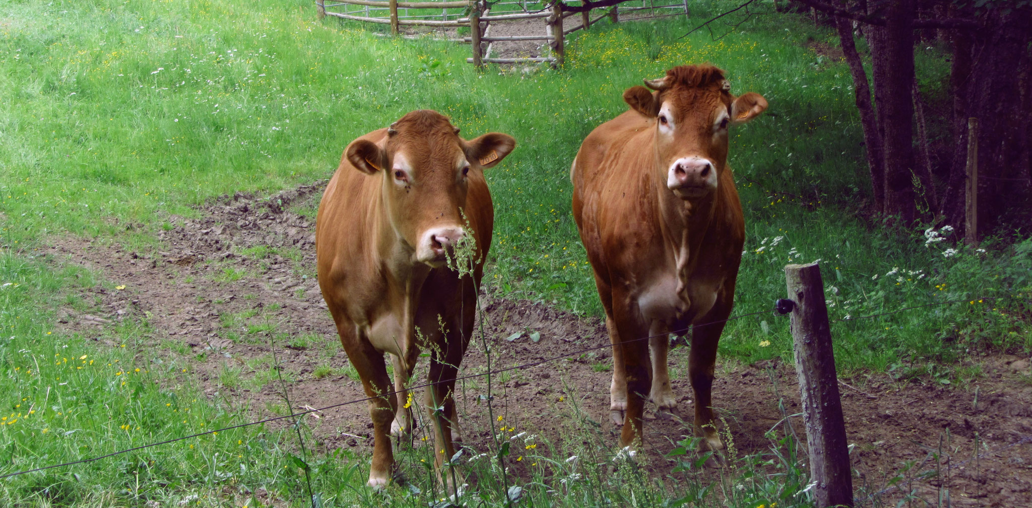 Deux jolies demoiselles !