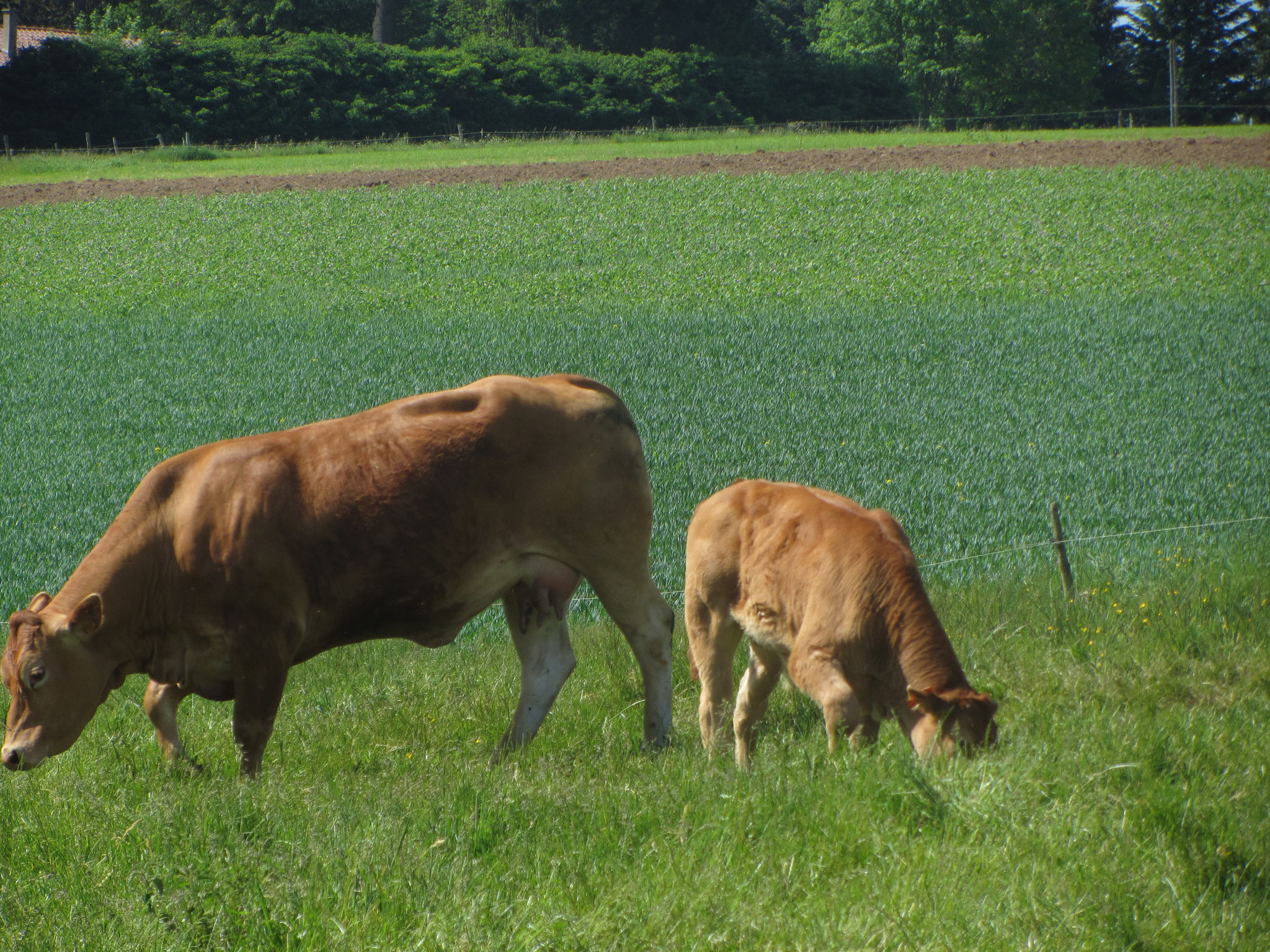 L'herbe des pâturages