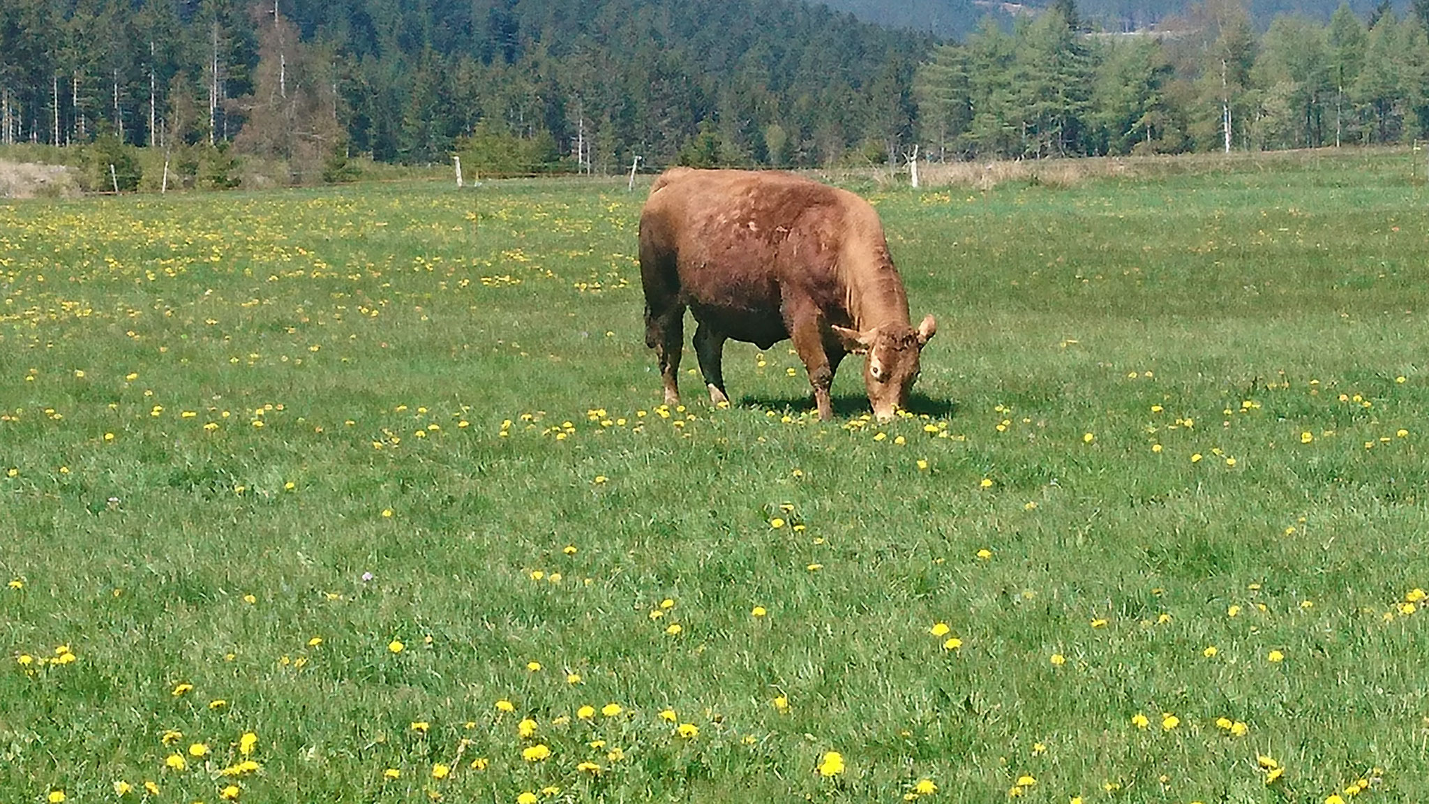 Miam ! Un régale cette herbe !