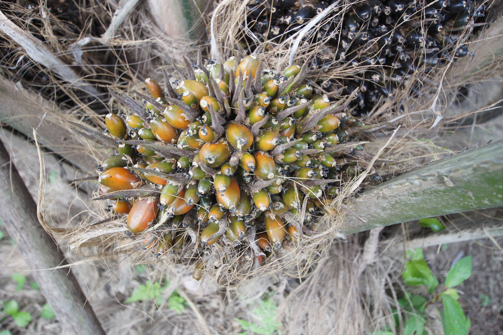 Früchte der Ölpalme