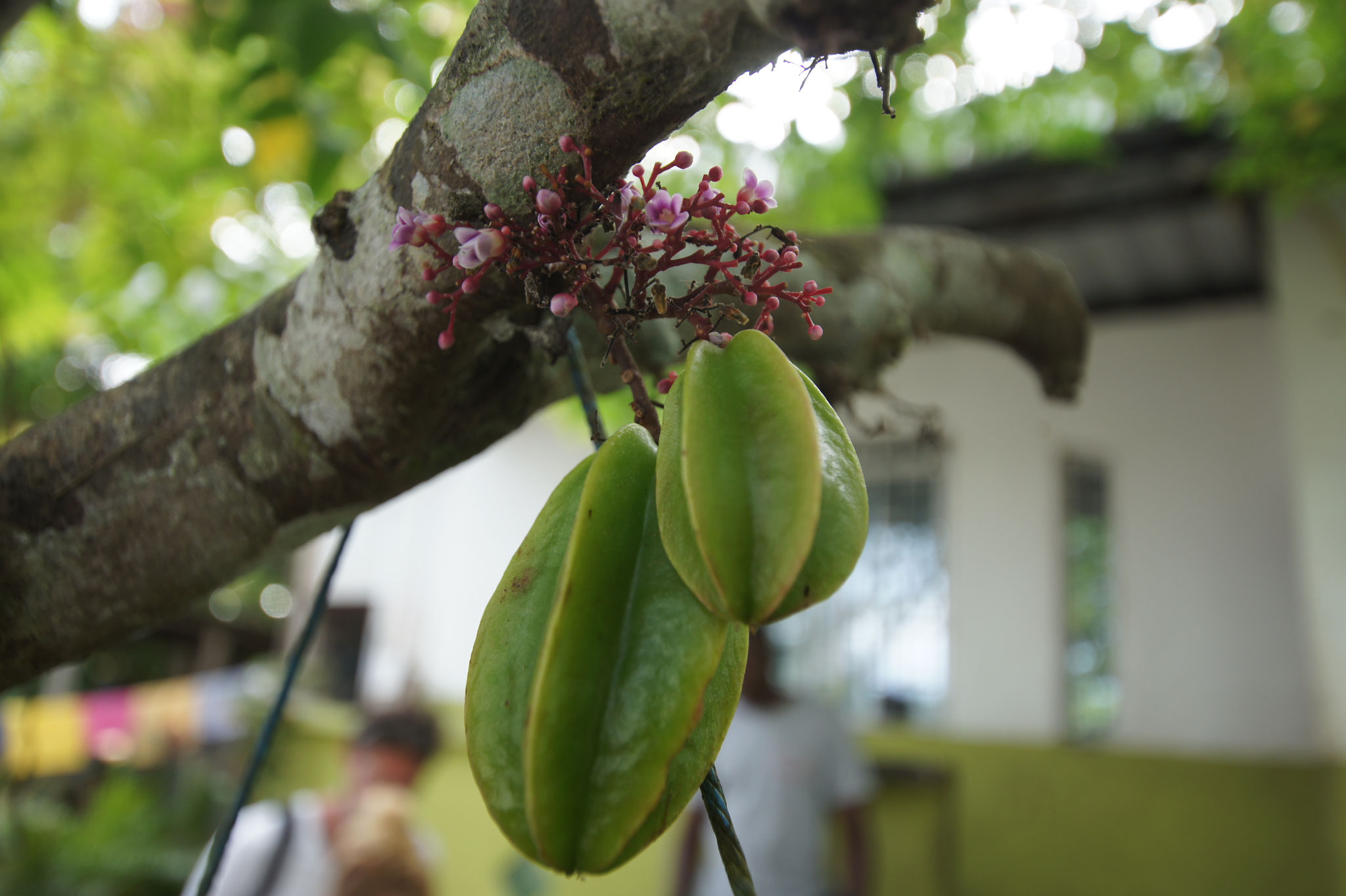 Sternanisfrucht am Baum