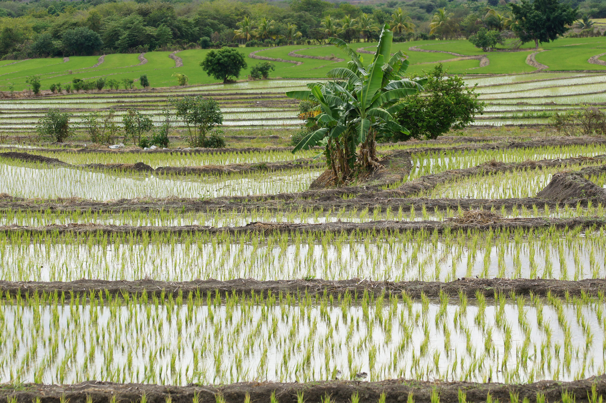 Reisfelder in Peru