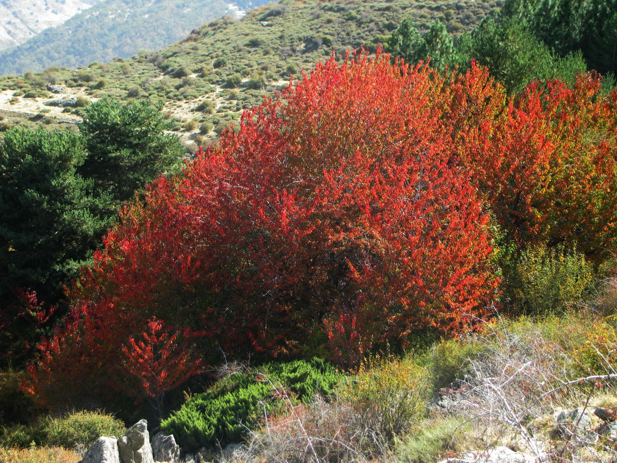 FOTO 4. FLORESTA (BARRANCO DE SAN JUAN)