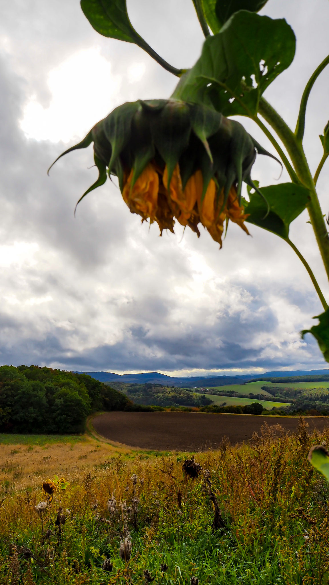 Die Sonnenblume verblüht und ihre Samen fallen heraus. Wir haben sie aufgefangen und aufbewahrt.