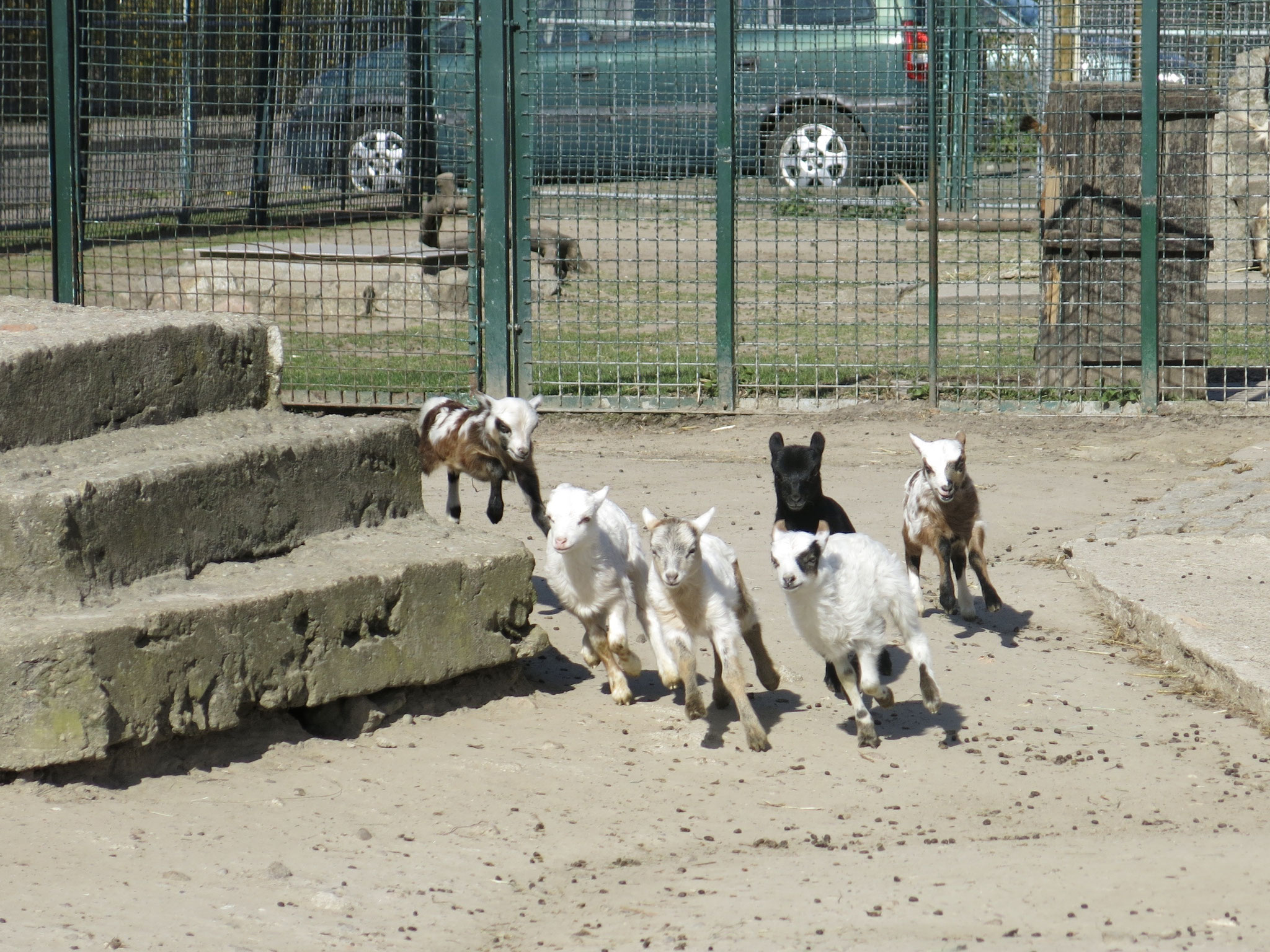 Tipp 10: Alt-Marzahn: Richtig was los ist in diesen Tagen in den Gehegen des Tierhofs Alt-Marzahn, wo viele kleine Zicklein und Lämmer munter durch die Gegend toben. 