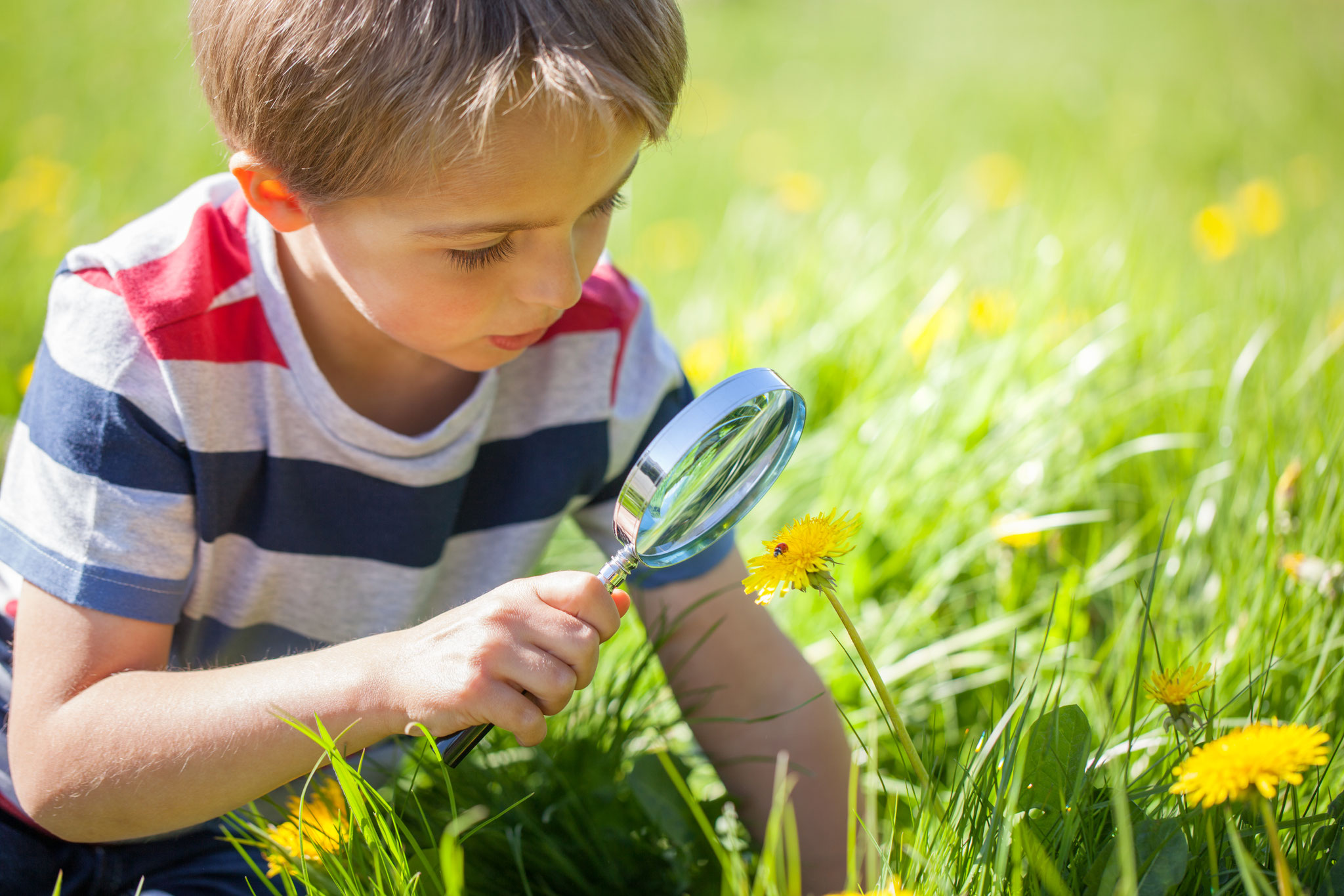 Sa+So, 05.+06.06. + an weiteren Tagen: Insekten zählen vor der eigenen Haustür. © Brian Jackson, Adobe Stock