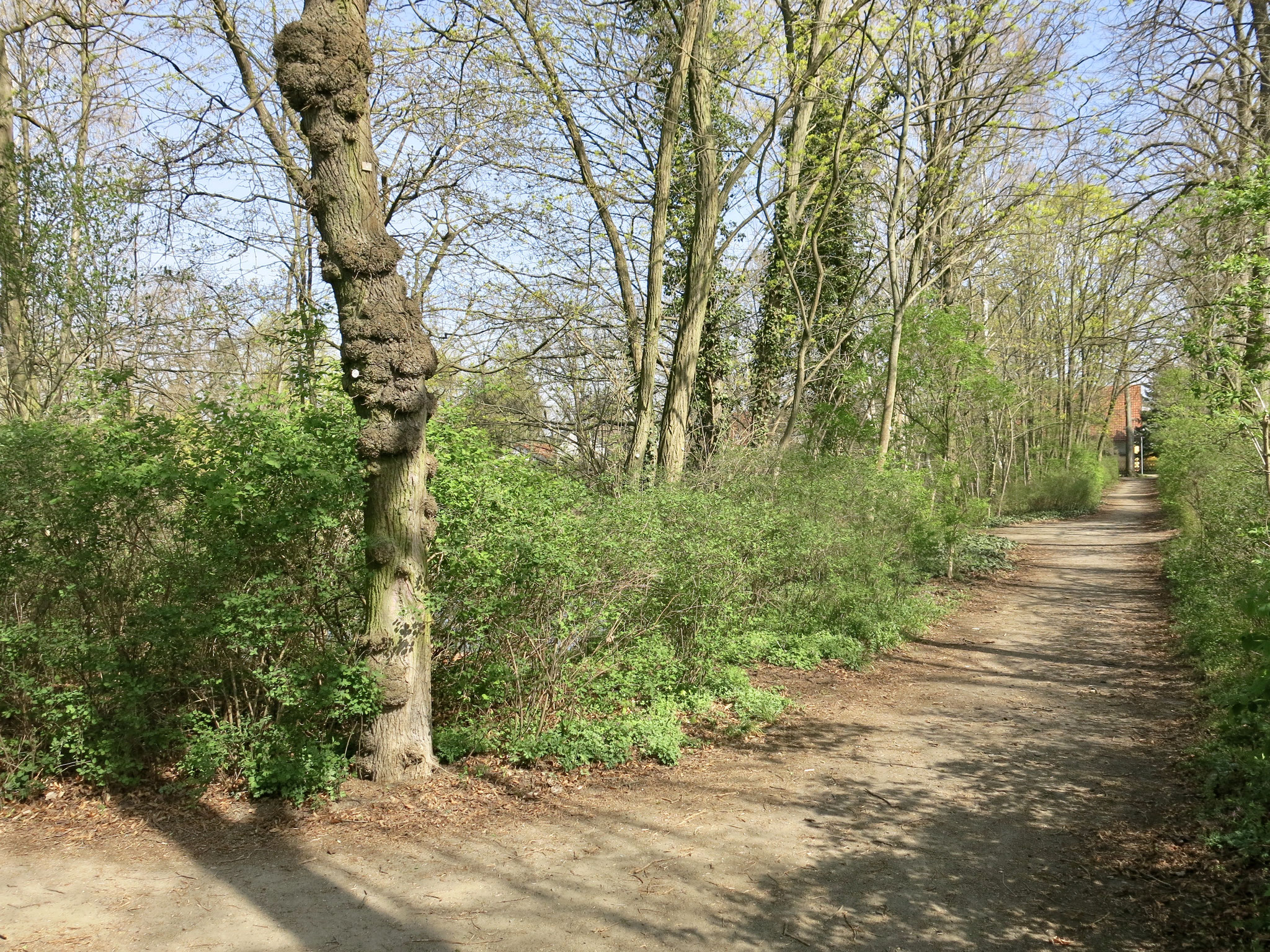 Tipp 8: Körnerteich und -platz