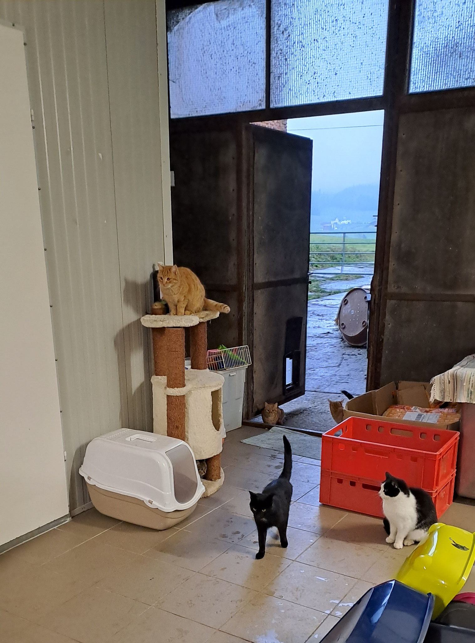 Für die Katzenklappenverweigerer und vor allem die Mutigen von uns, wird ENDLICH die Tür ins Paradies geöffnet. 