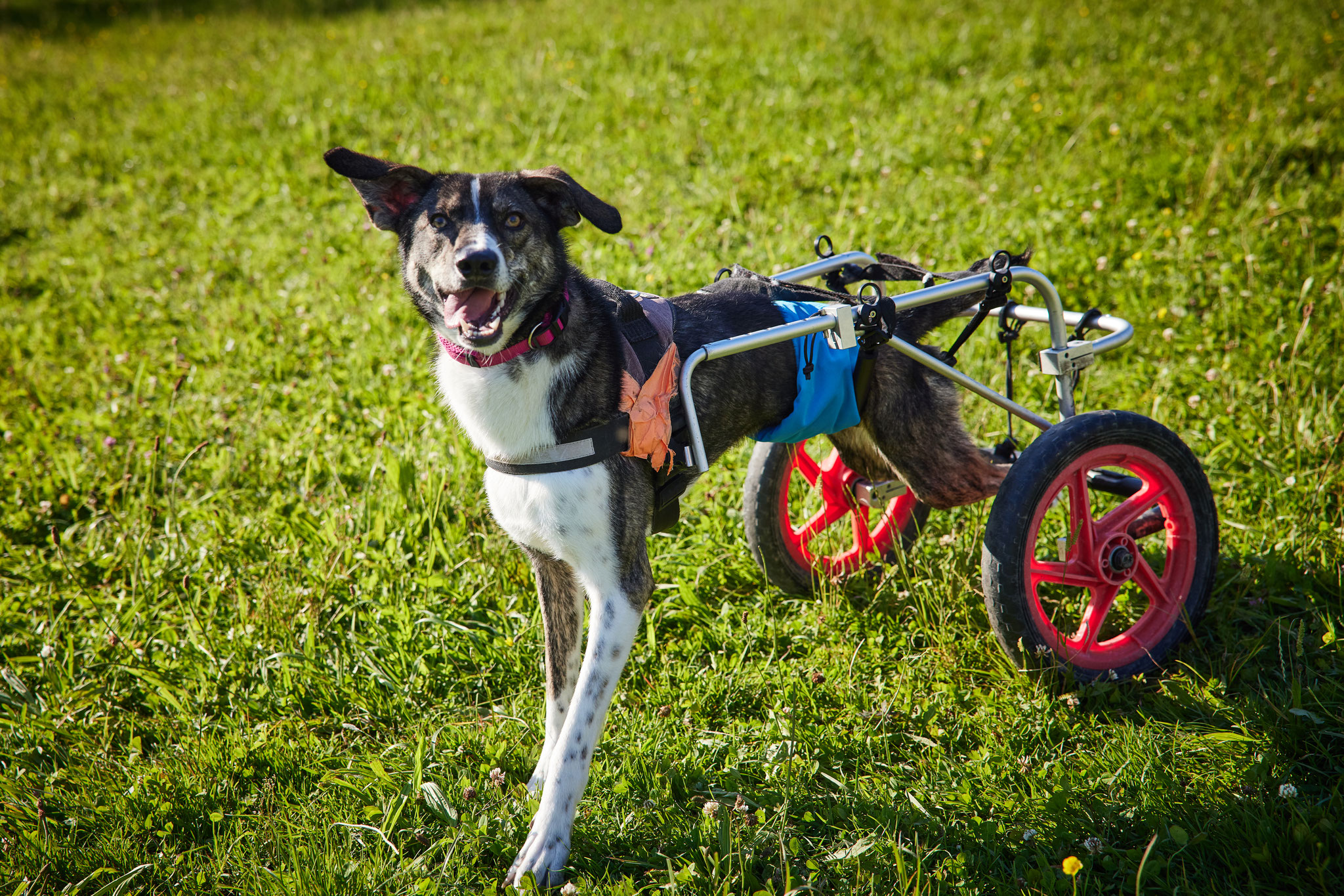 Bisher hat sich nämlich noch NIEMAND für mich interessiert, obwohl ich schon viele, viele Monate hier lebe! 